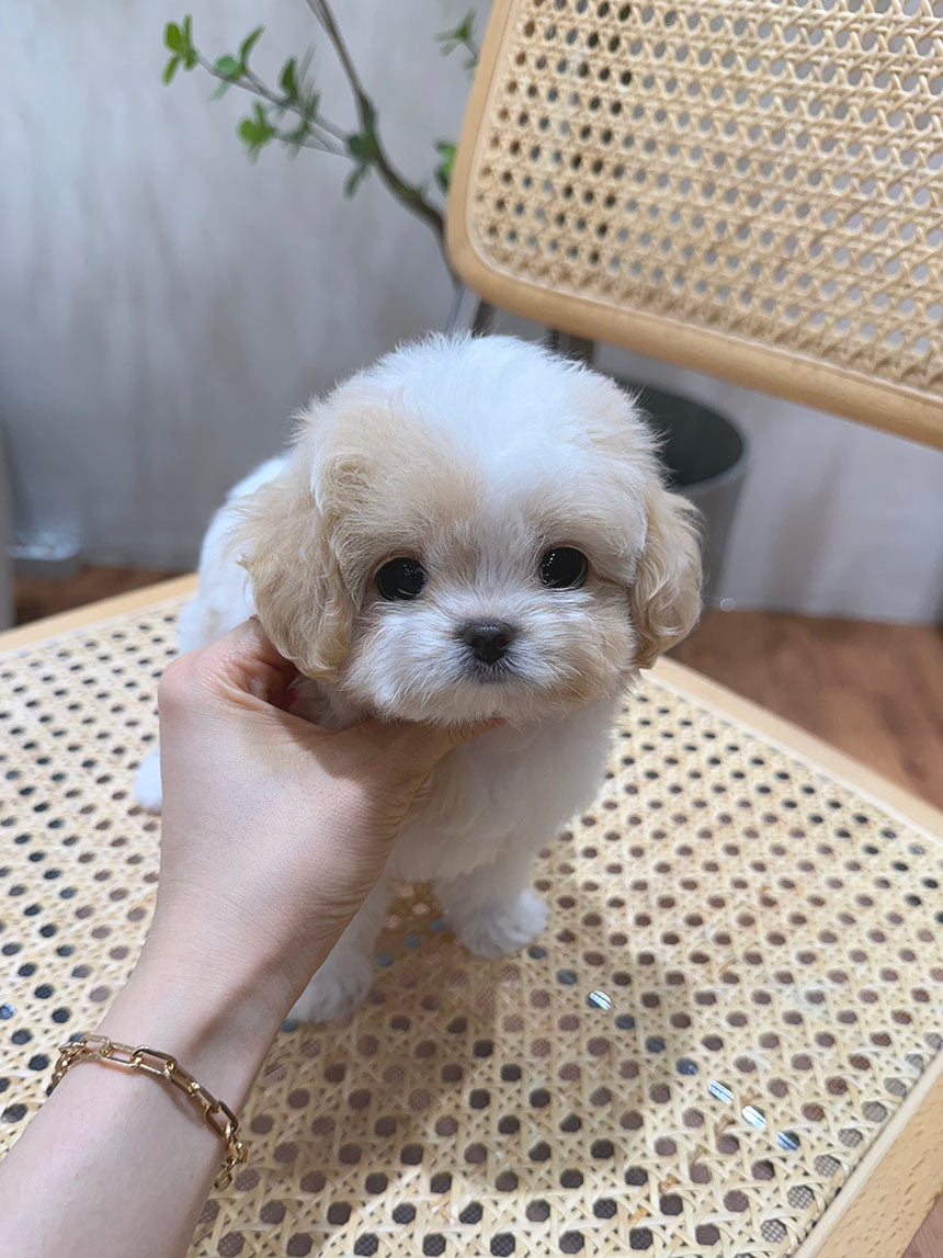 Maltipoo-Cookie