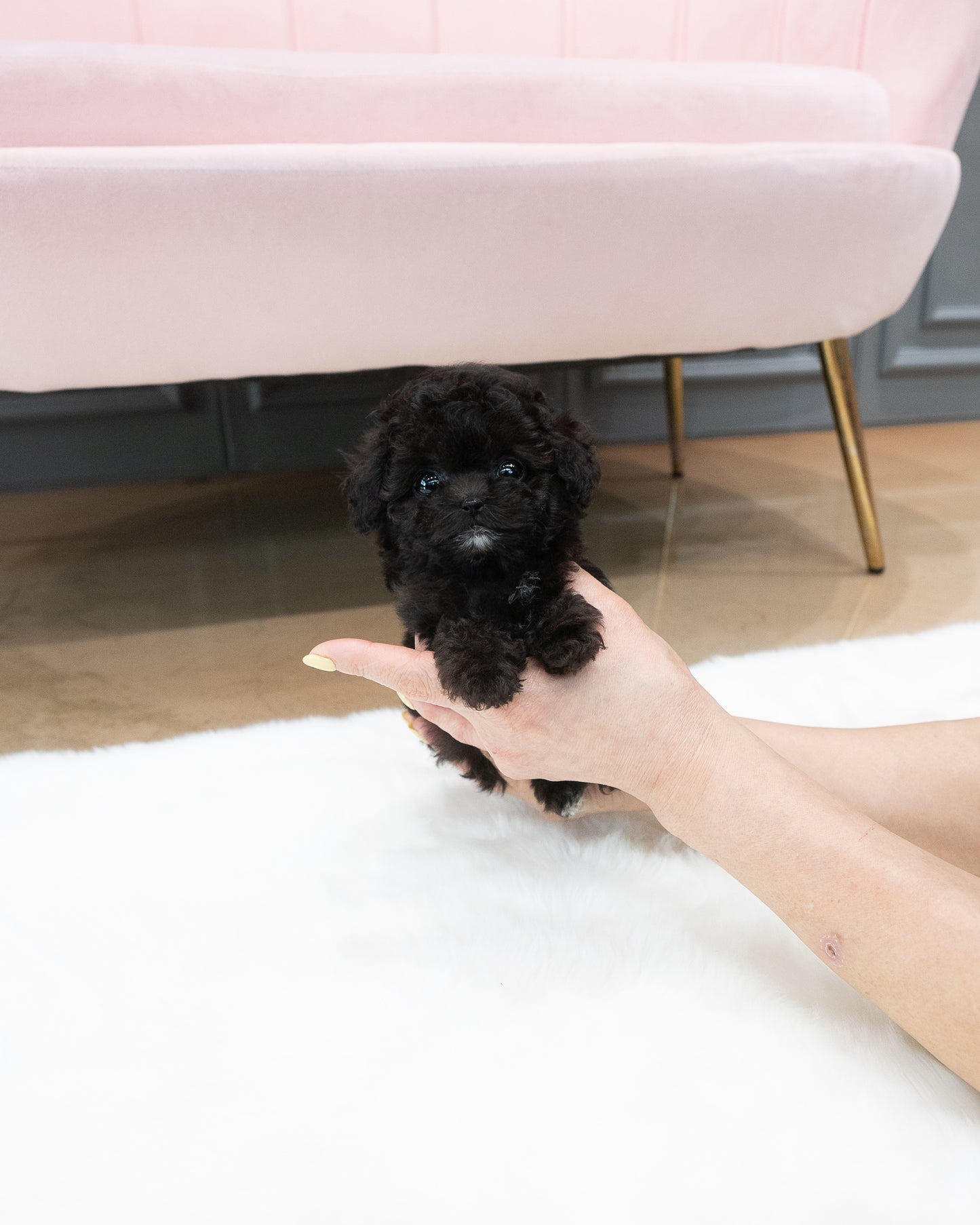 Teacup silver party poodle-Didi