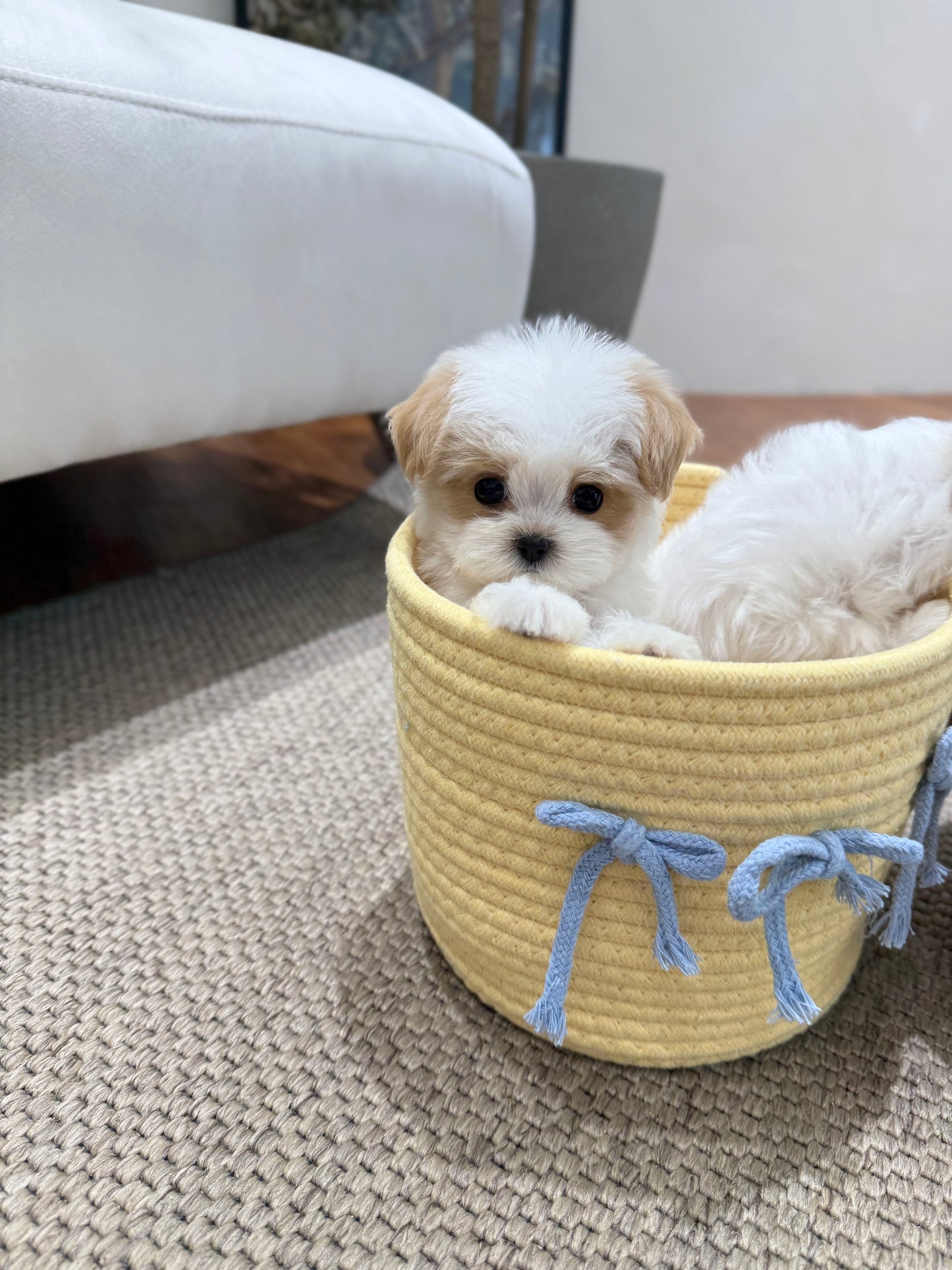 Maltipoo-Zen