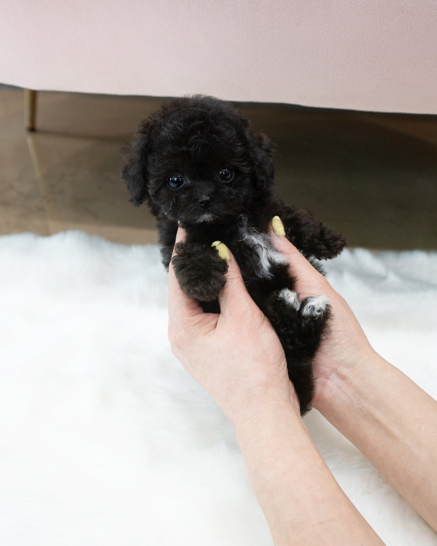 Teacup silver party poodle-Didi