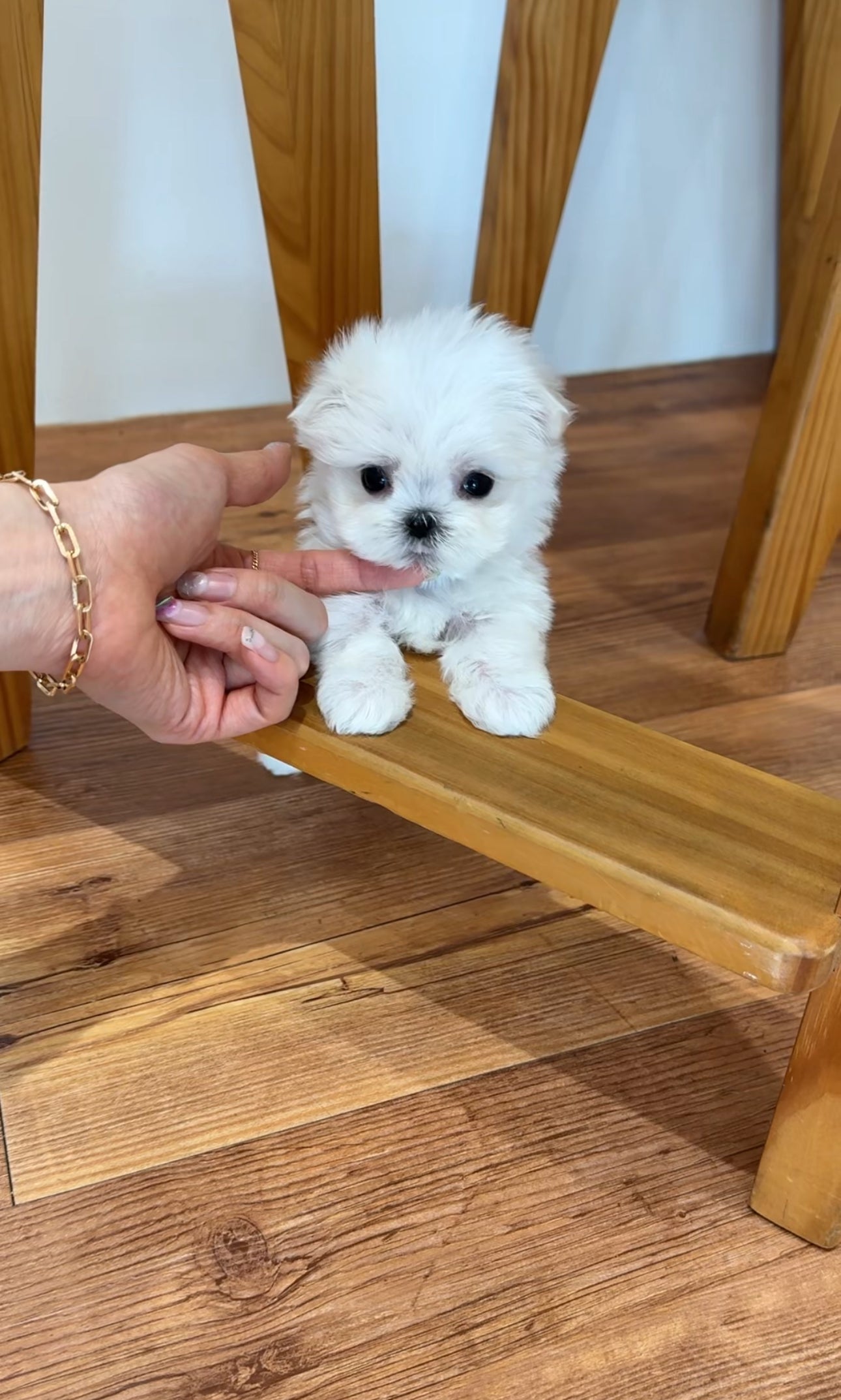 Maltese-Tiny
