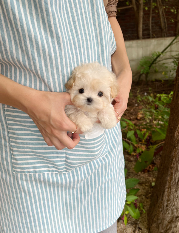 Maltipoo F -Shu