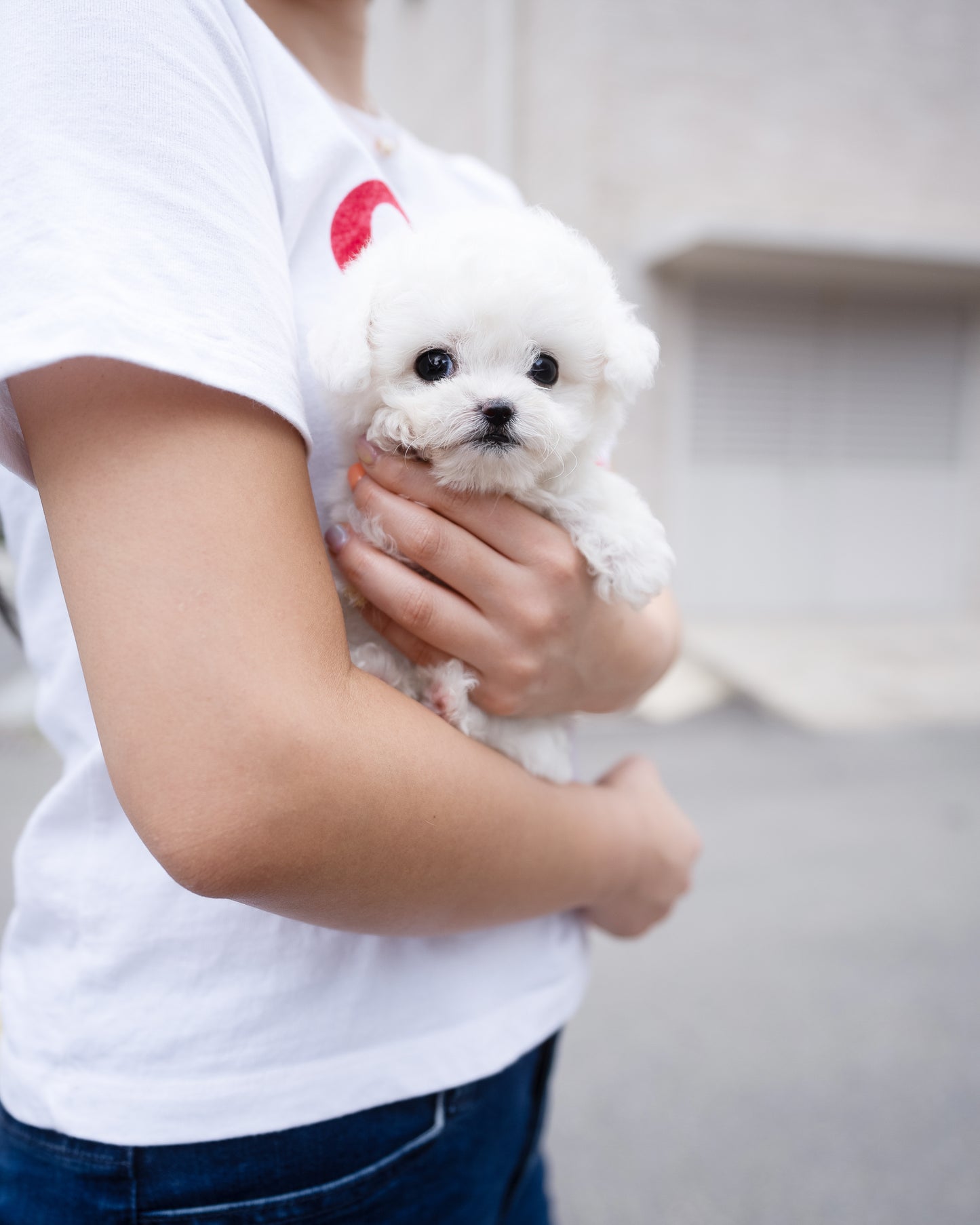 Bichon - Nori