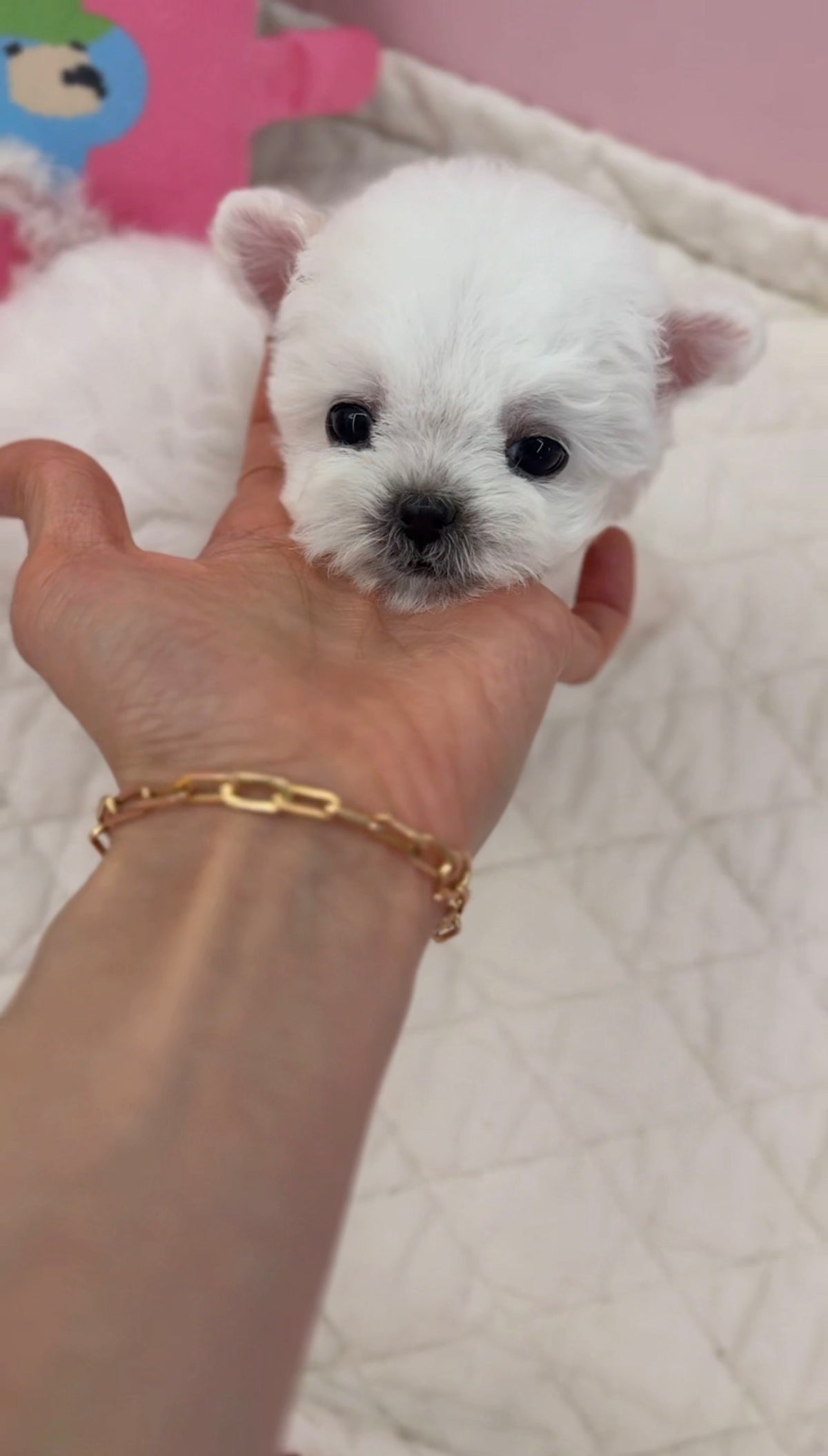 Bichon-Royce-M