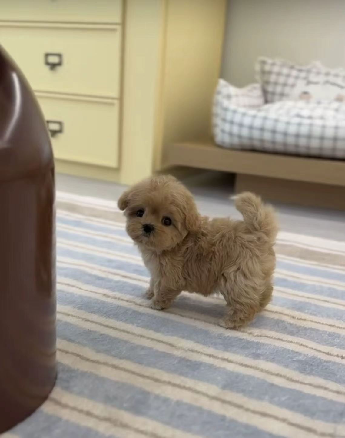 Maltipoo-Rolly-F