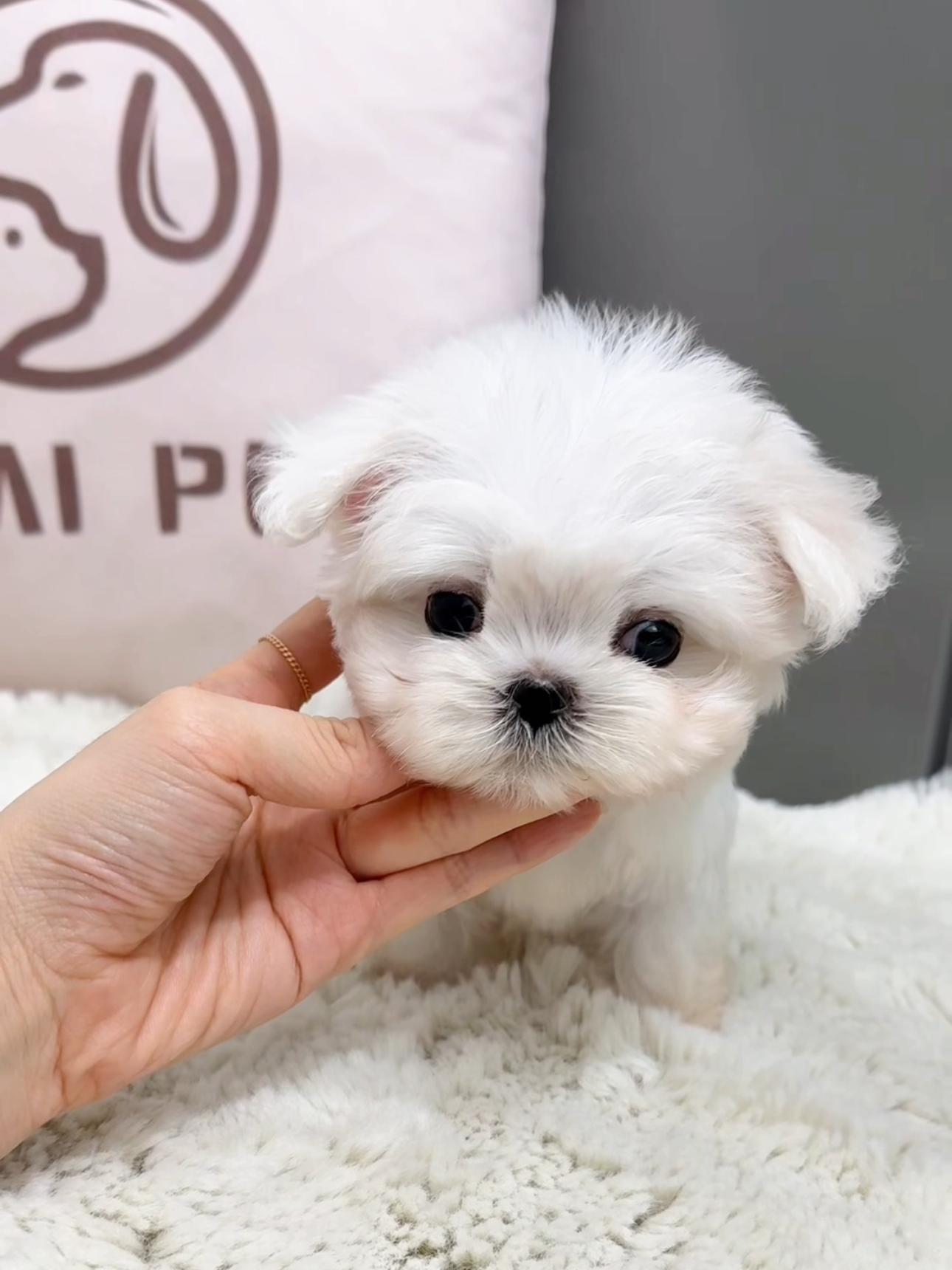 Maltese-Gucci