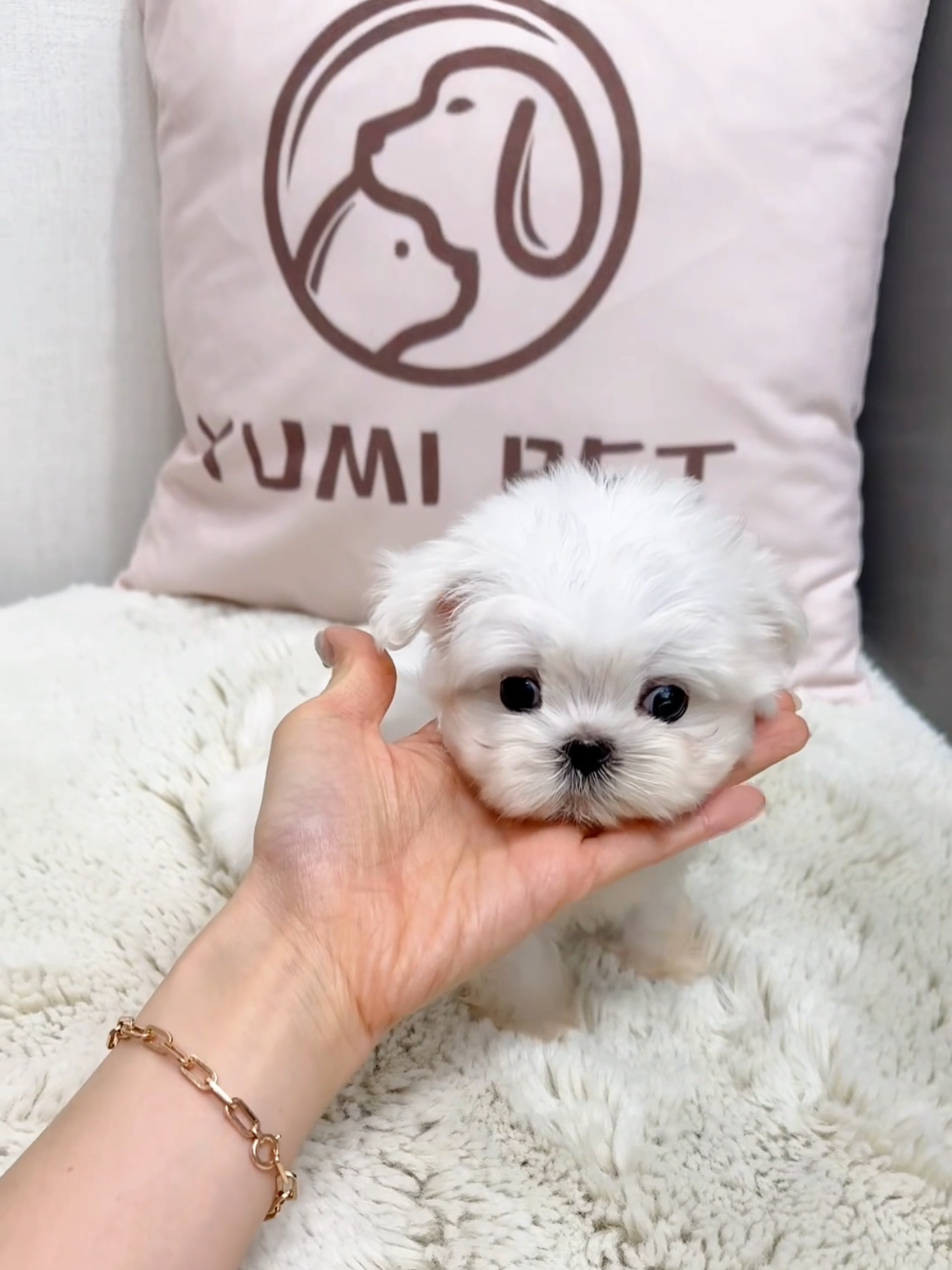 Maltese-Gucci