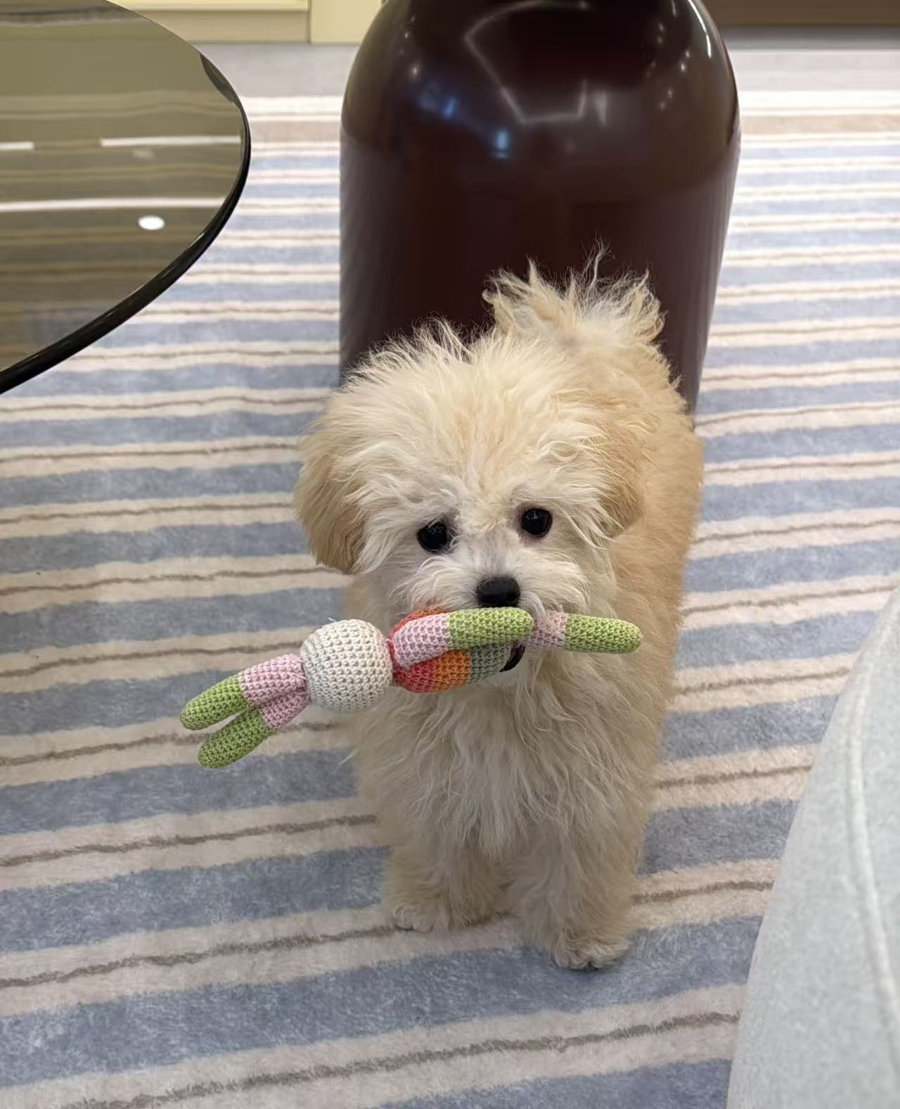 Maltipoo-Burger-F