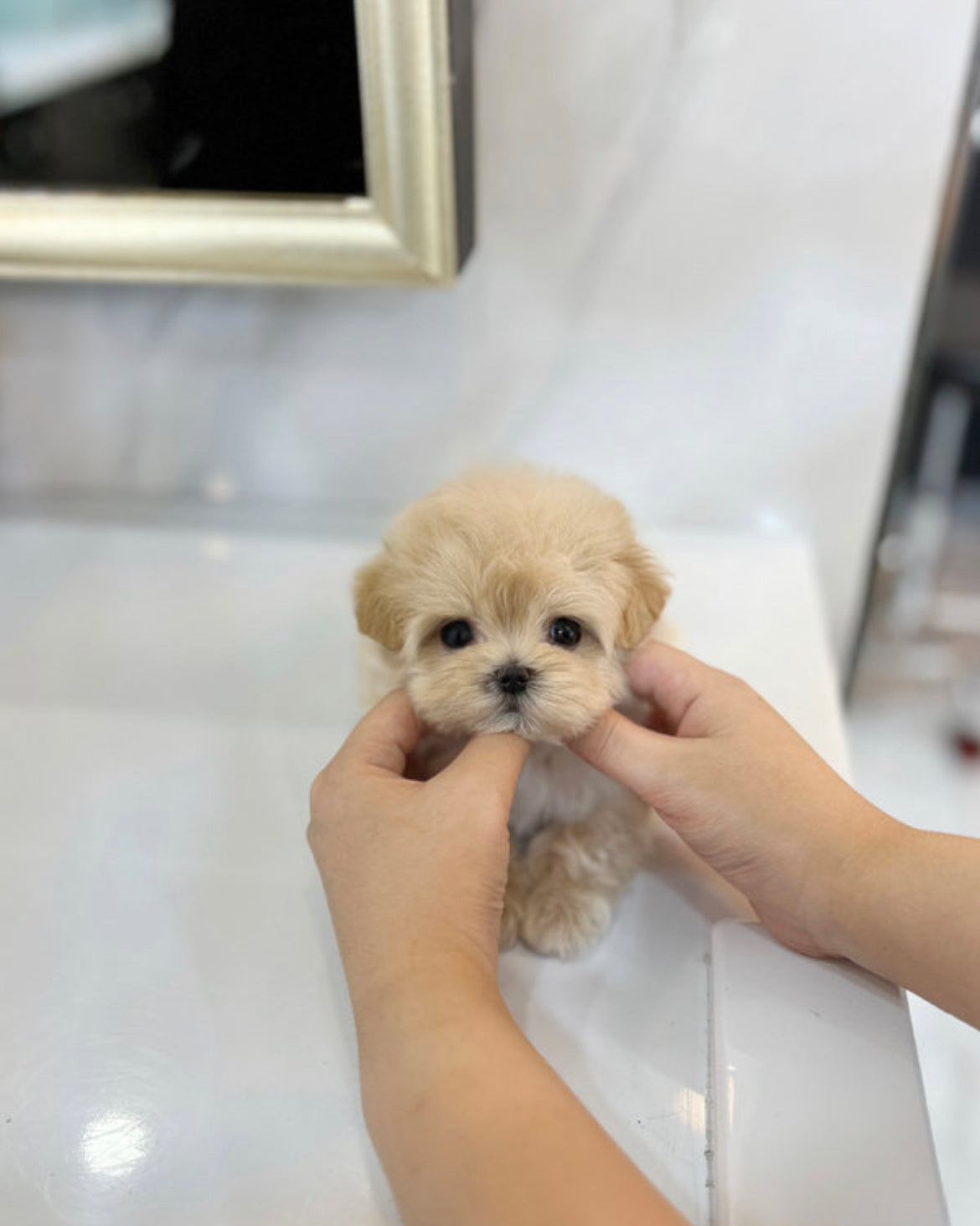 Maltipoo-Judi