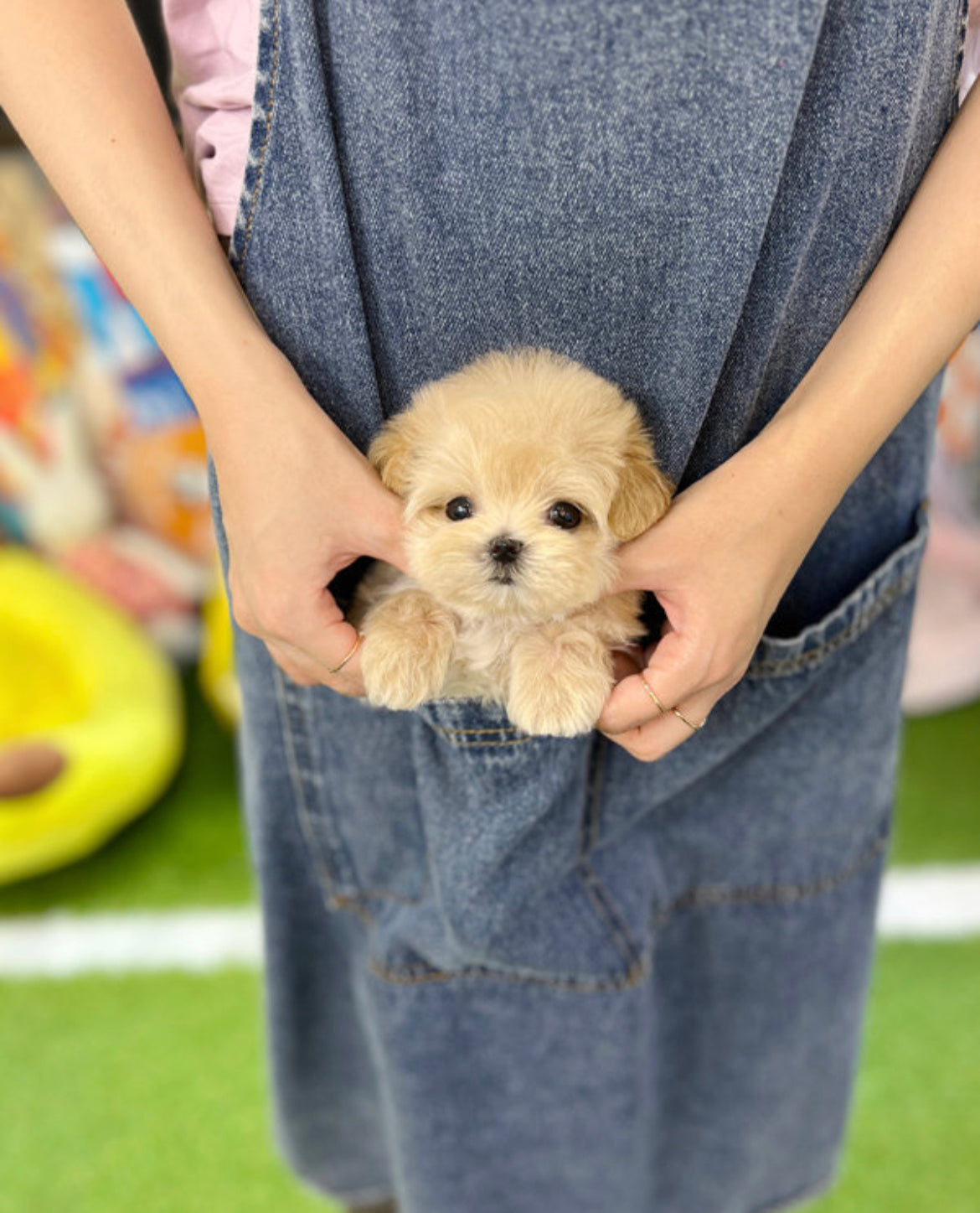 Maltipoo-Judi