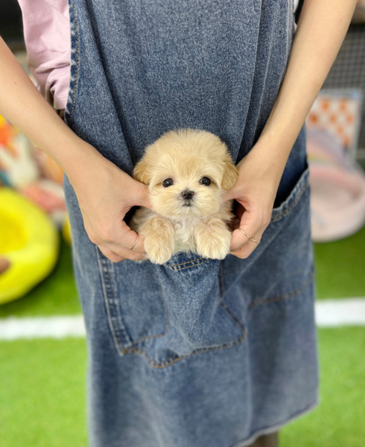 Maltipoo-Judi