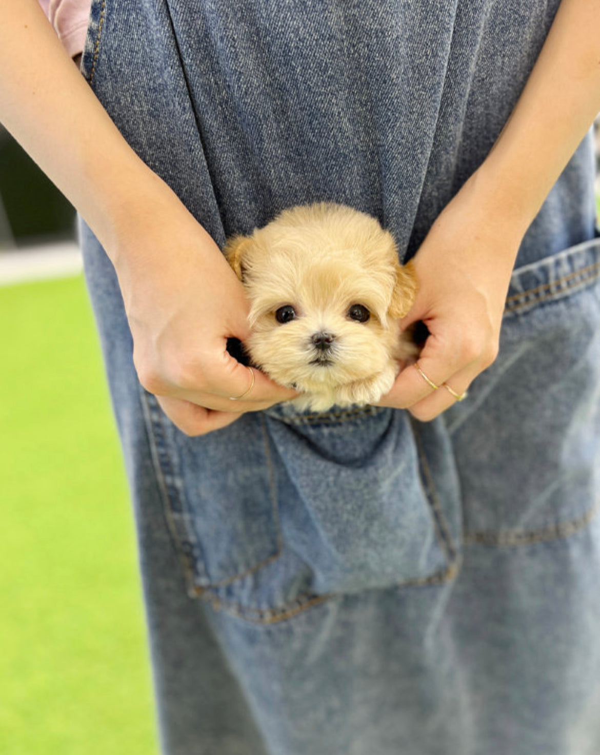 Maltipoo-Judi