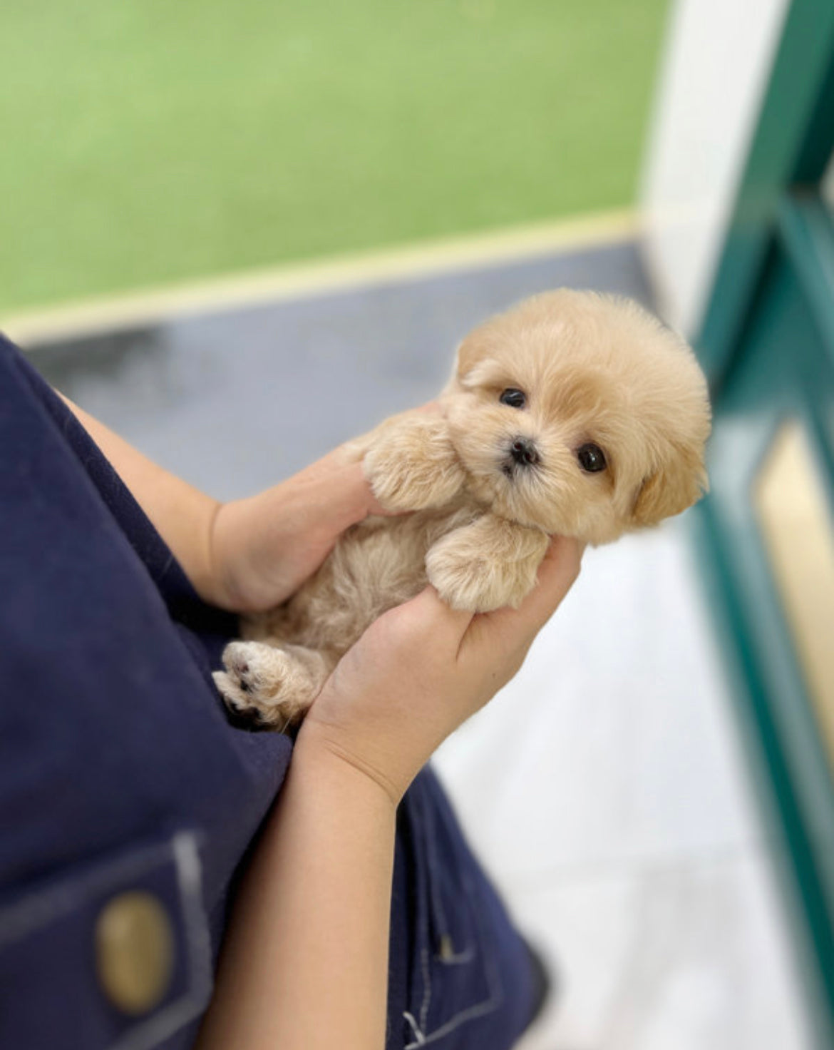 Maltipoo-Judi