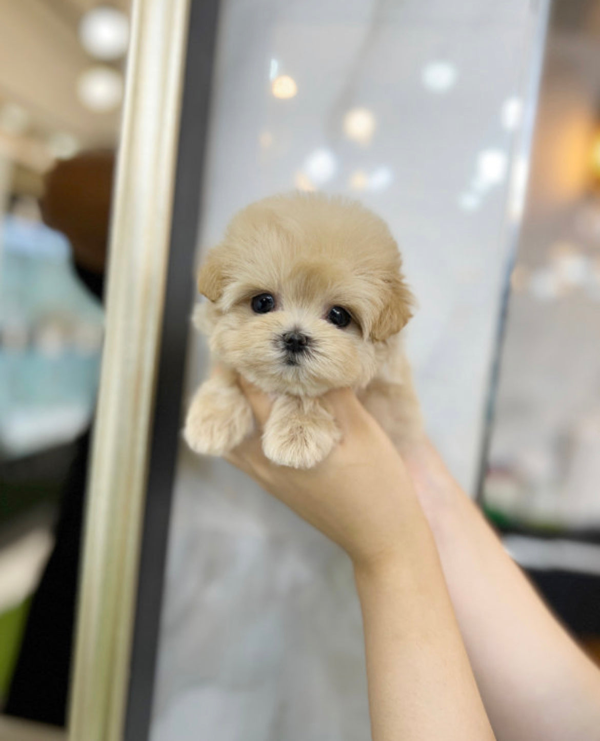 Maltipoo-Judi