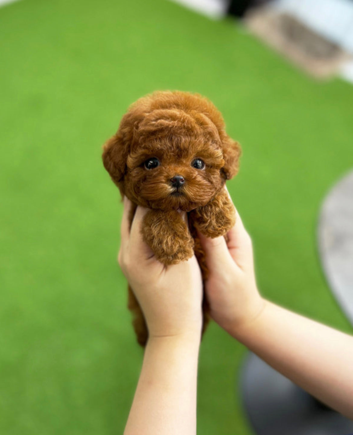 Poodle Dona