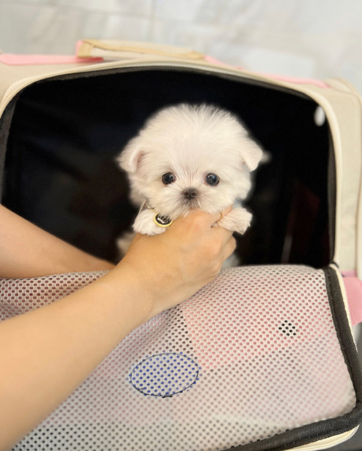 Maltese- Dubu