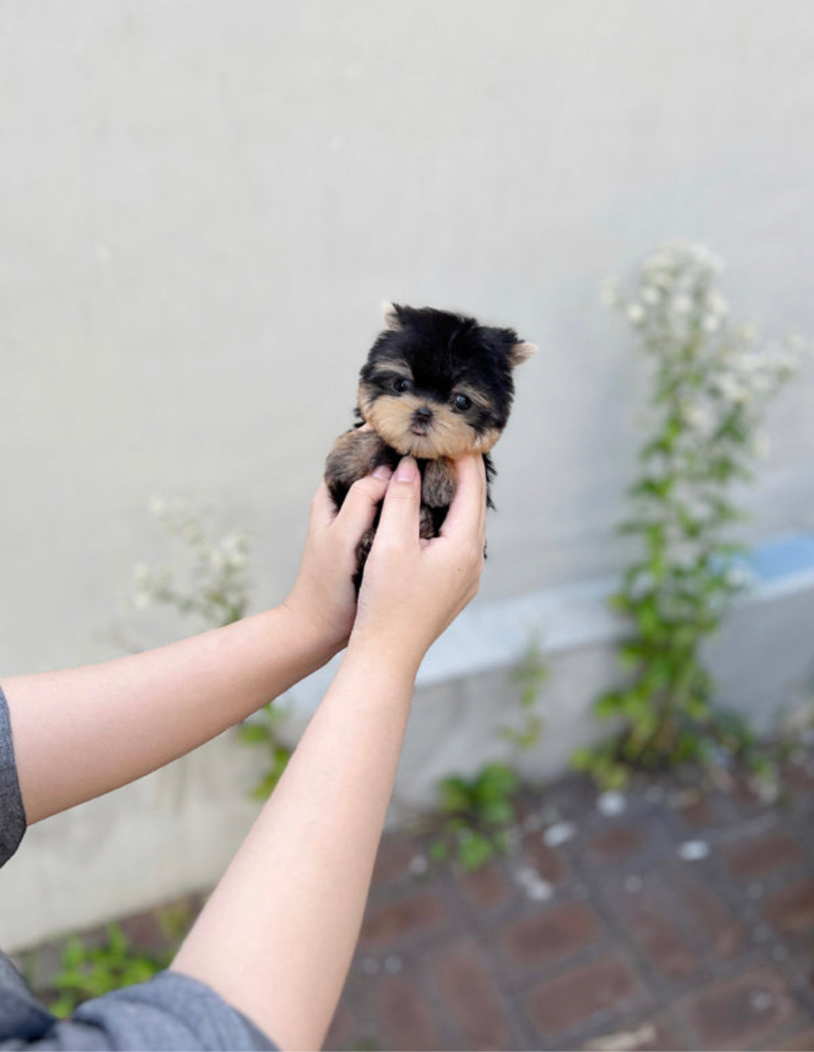 Teacup Yorshire Terrier- Chichi