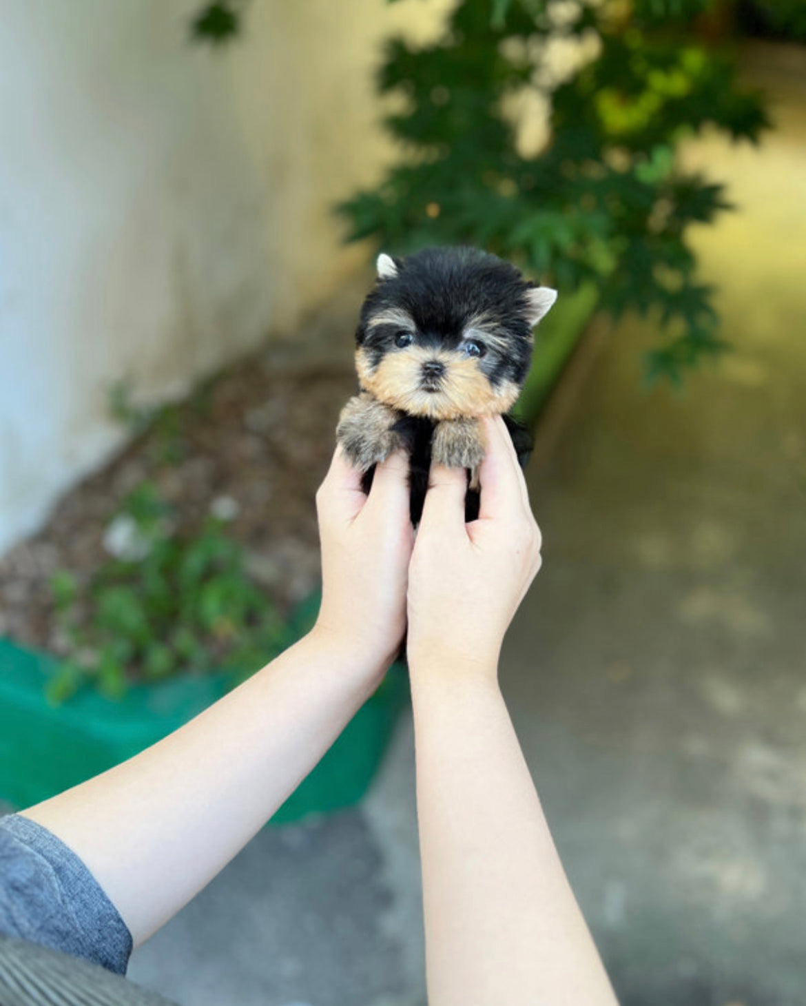 Teacup Yorshire Terrier- Chichi