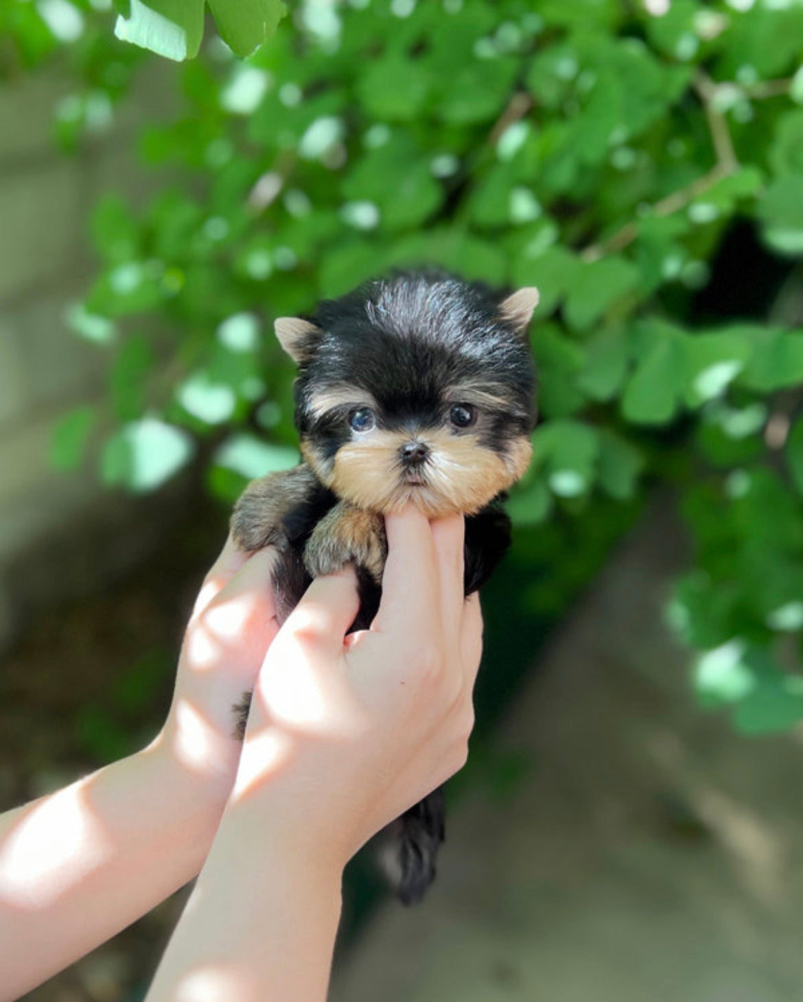 Teacup Yorshire Terrier- Chichi