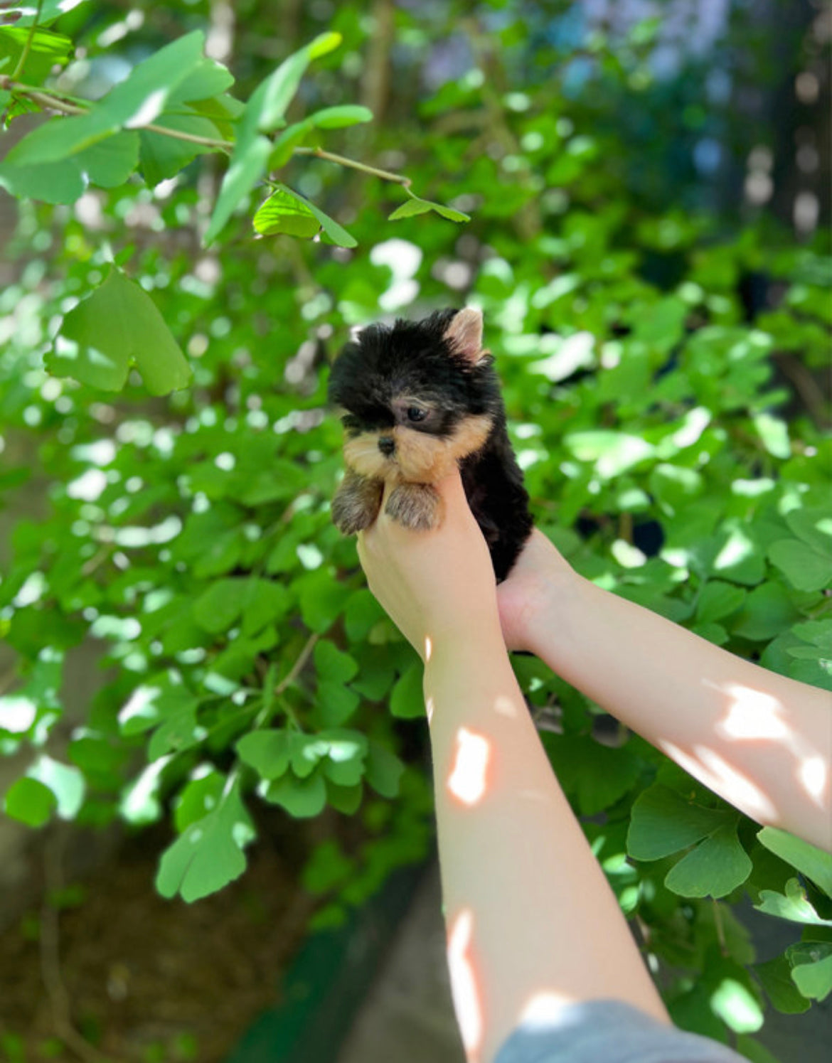 Teacup Yorshire Terrier- Chichi