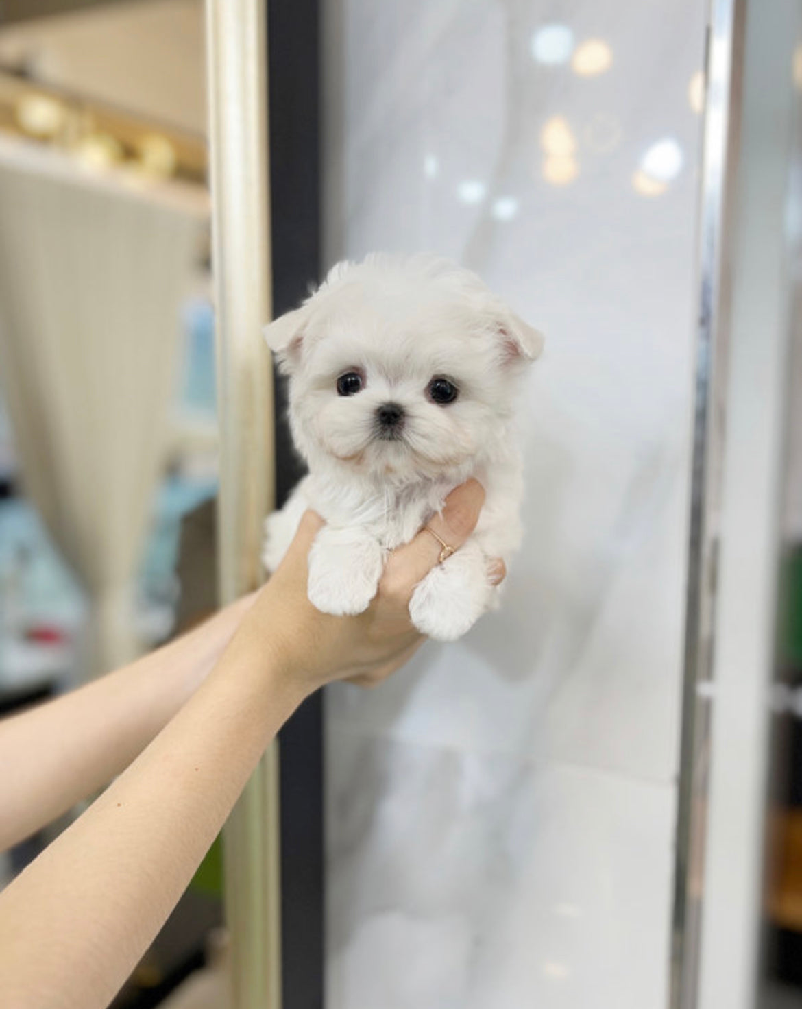 Maltese- Suzy