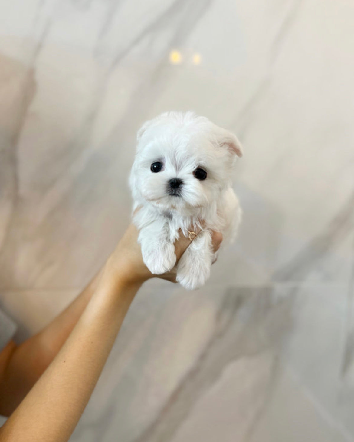 Maltese- Suzy
