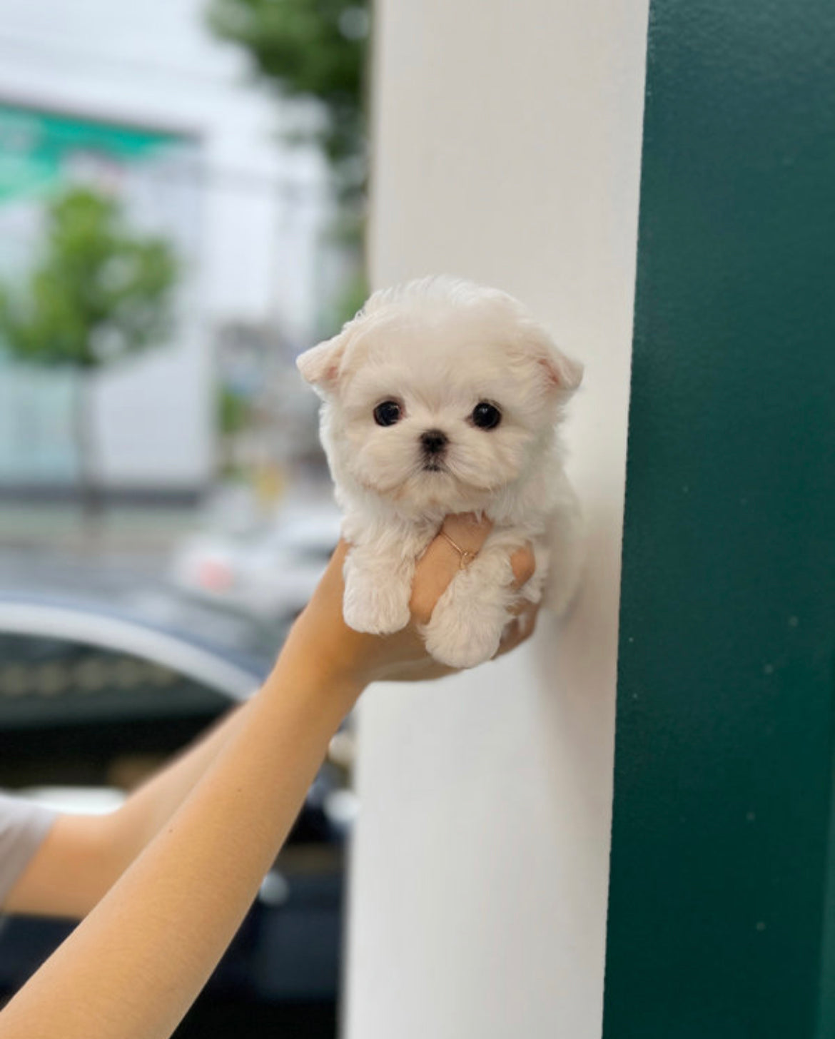 Maltese- Suzy