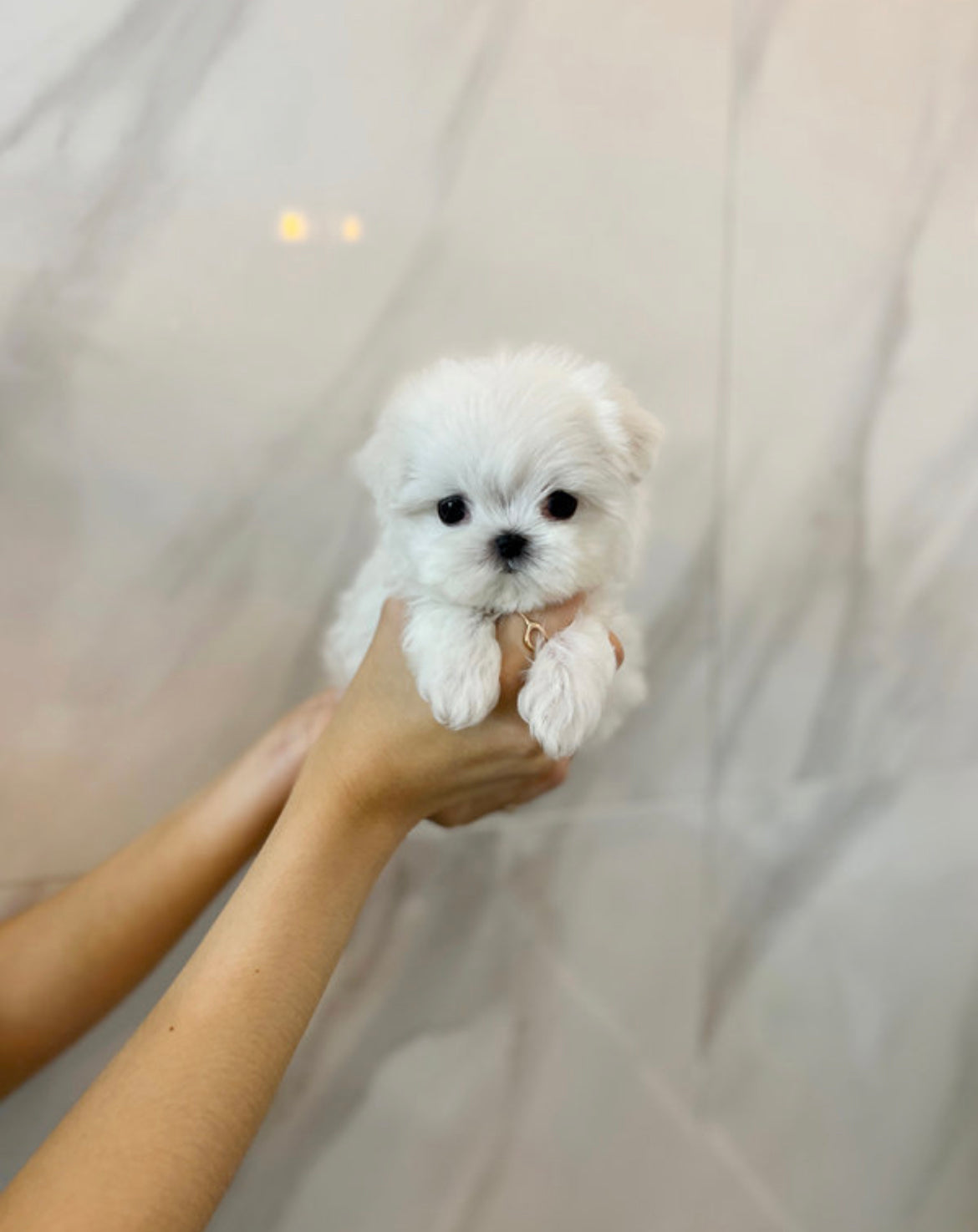 Maltese- Zero