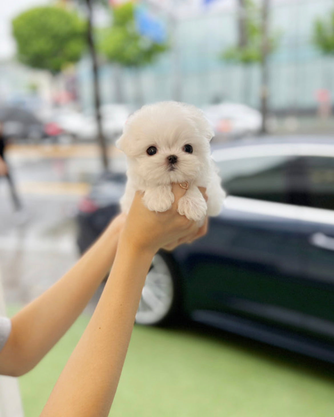 Maltese- Zero