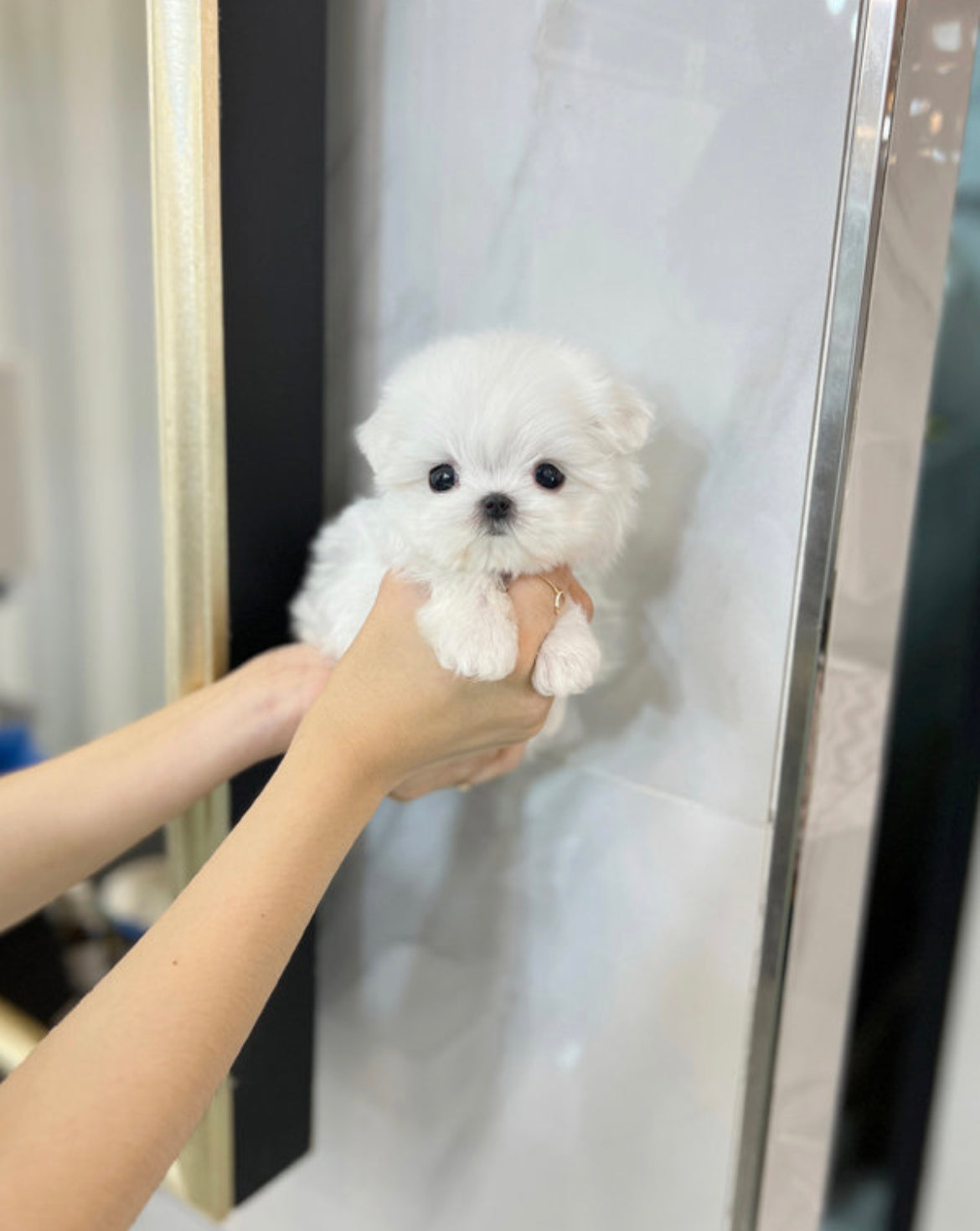Maltese- Zero
