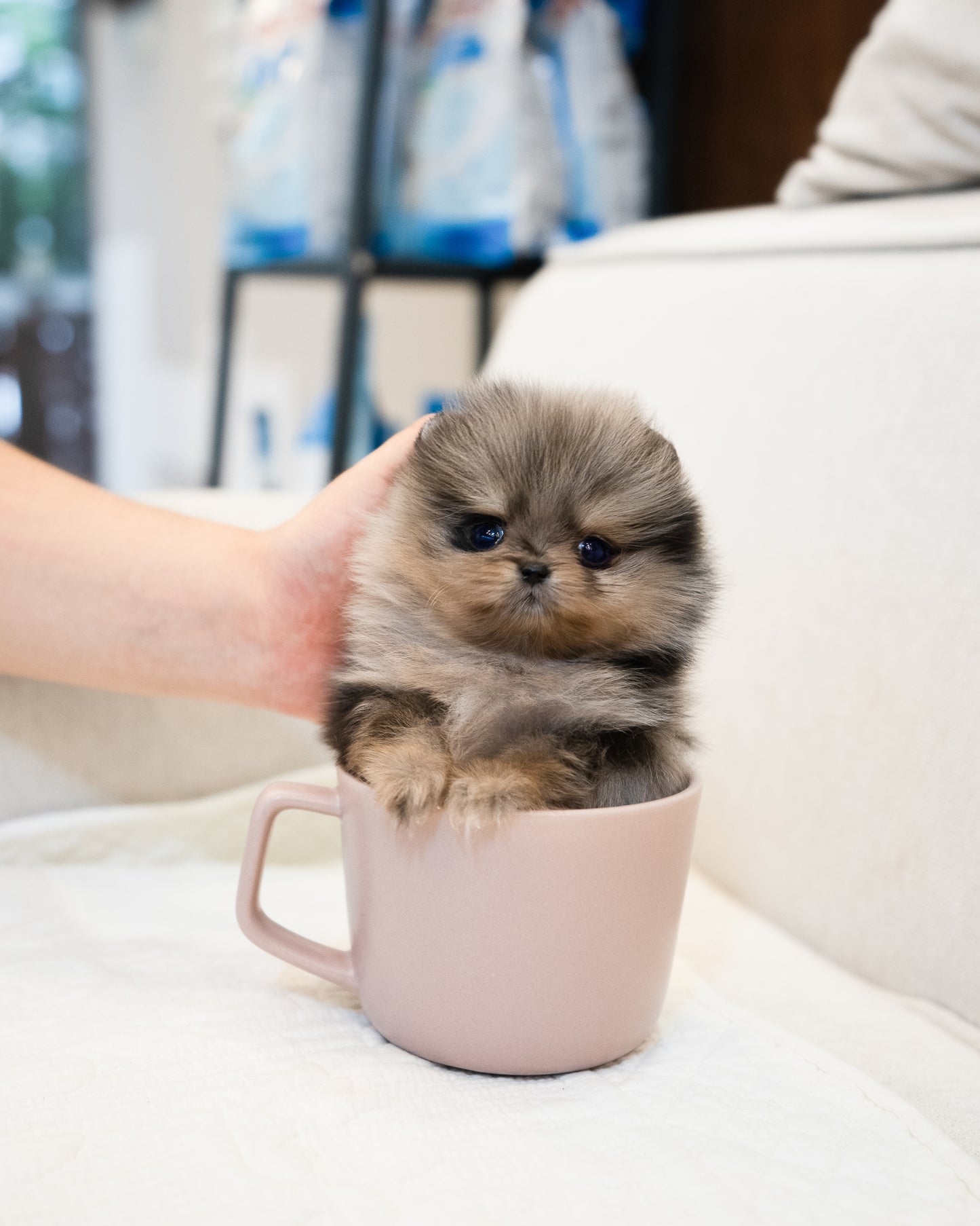 Pomeranian - John