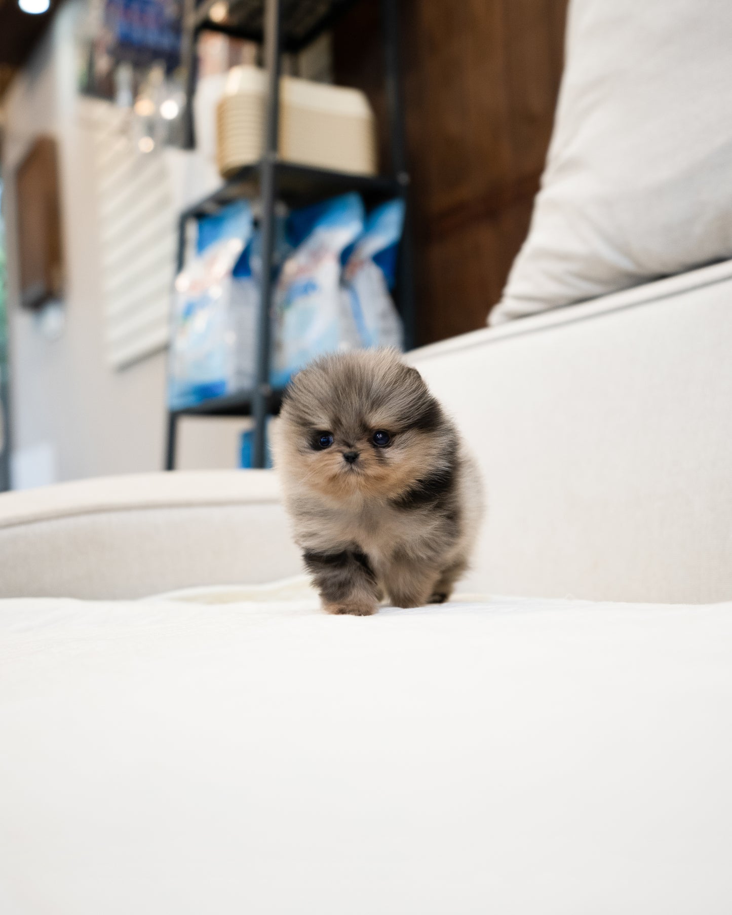 Pomeranian - John