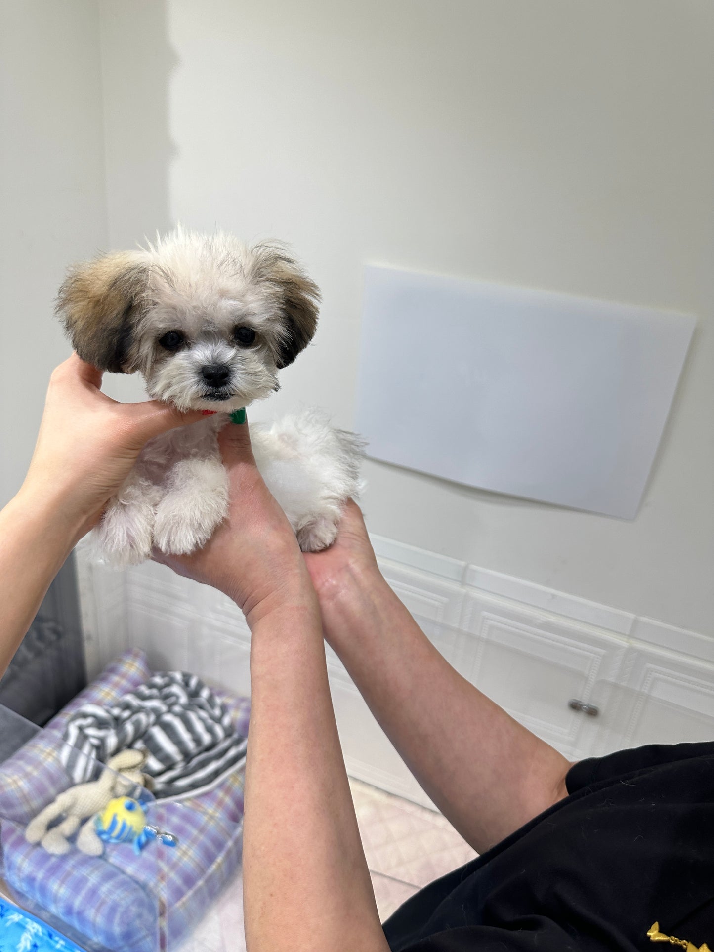 Maltipoo- Kela