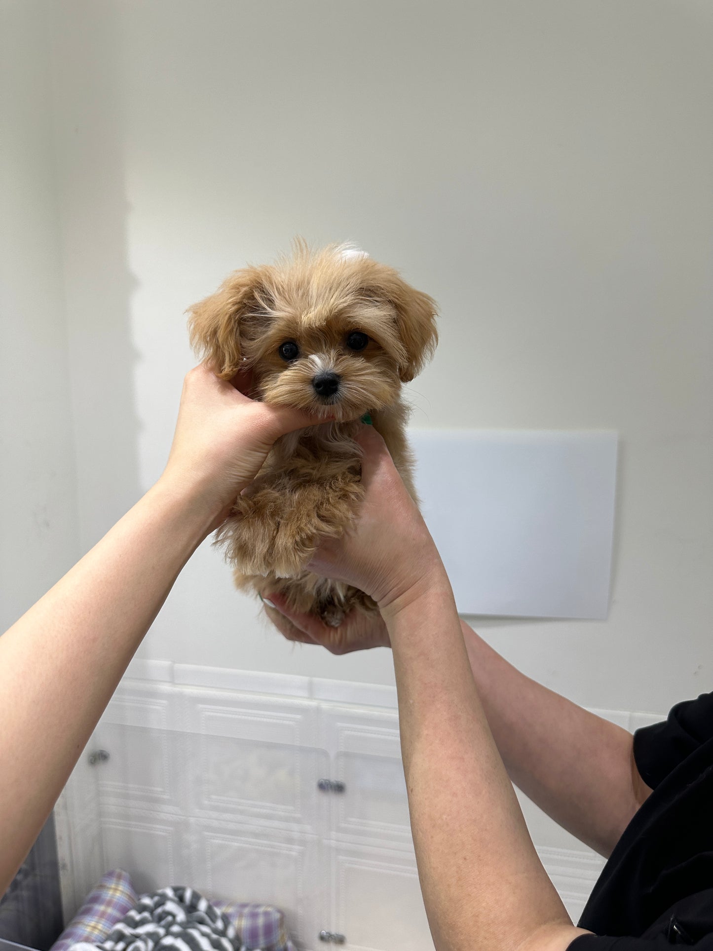 Maltipoo-Coby