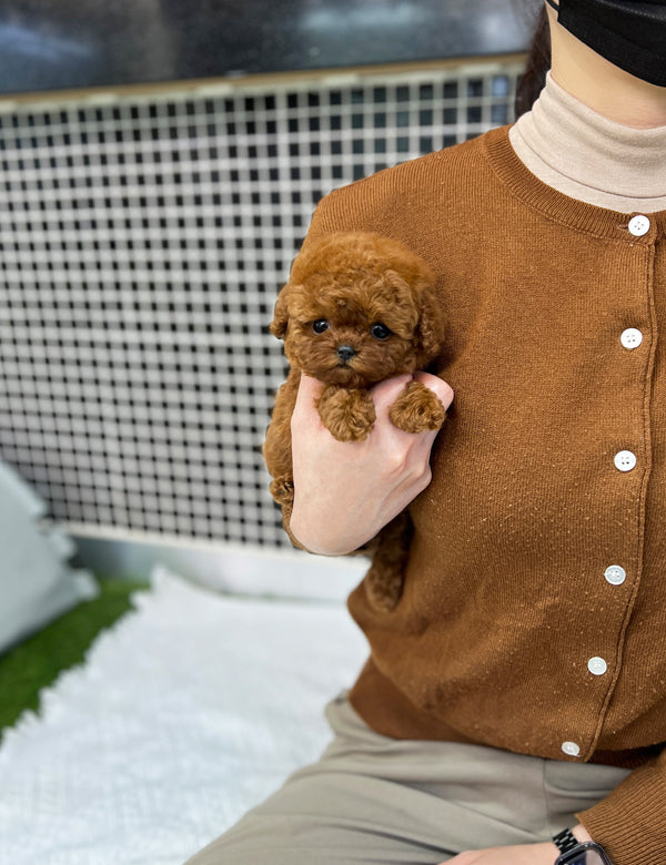 Poodle - Yeppi