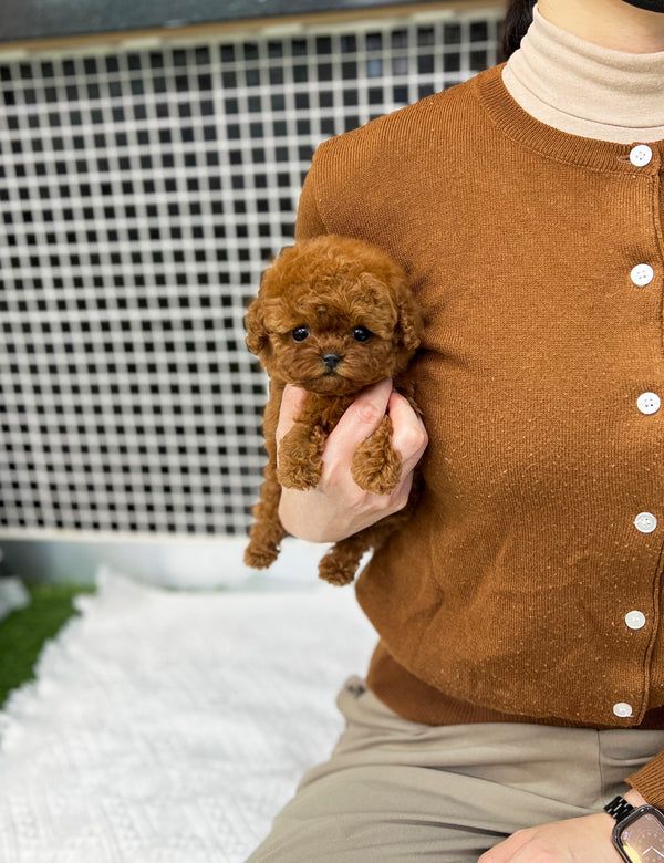 Poodle - Yeppi