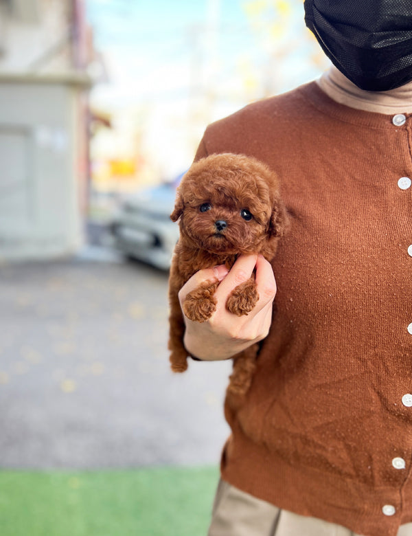 Poodle - Yeppi
