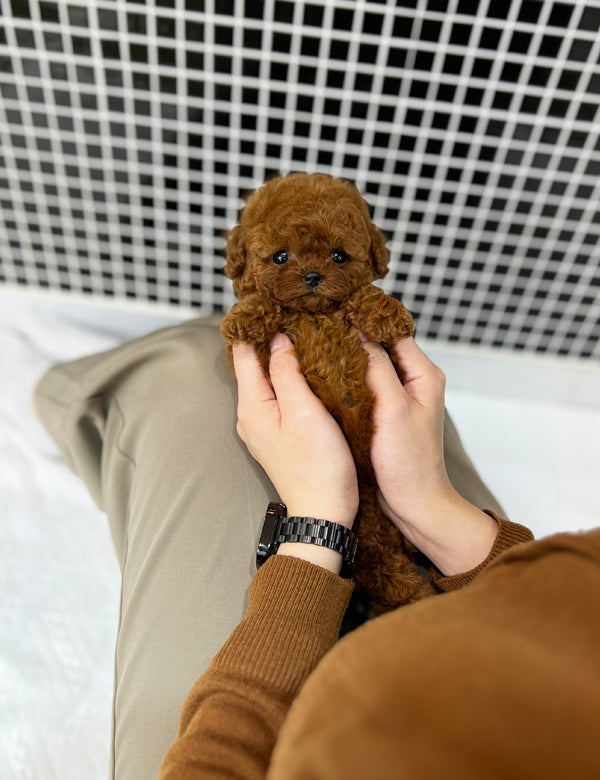 Poodle - Yeppi