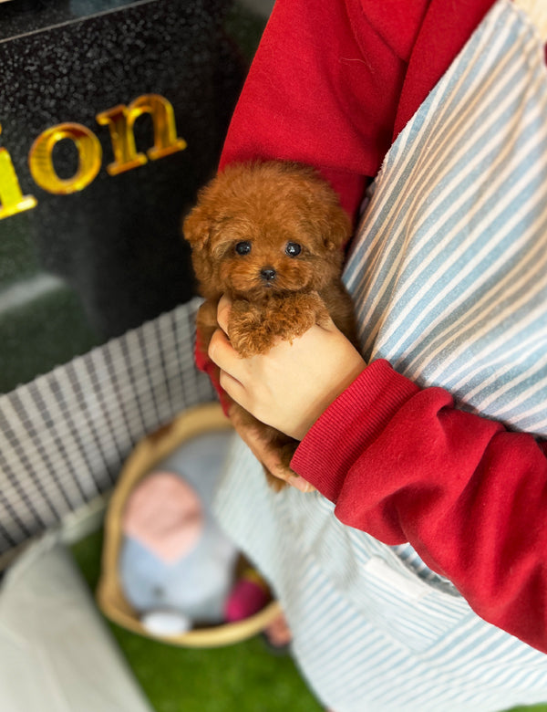 Poodle - Becky