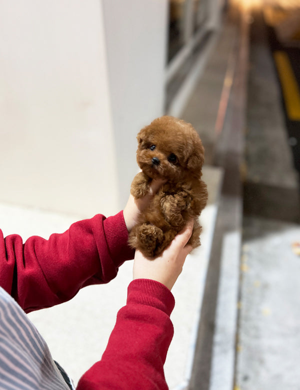 Poodle - Becky