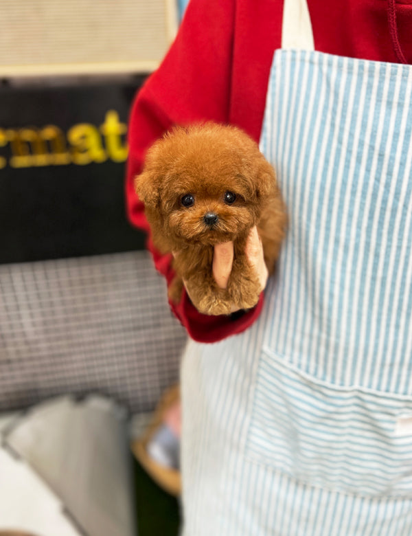 Poodle - Becky