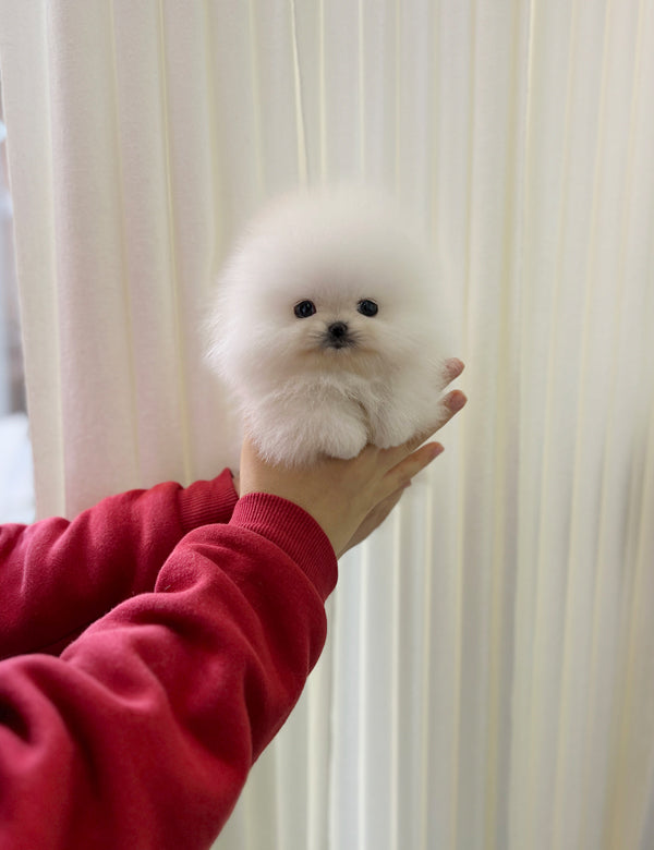 Pomeranian - Totoro