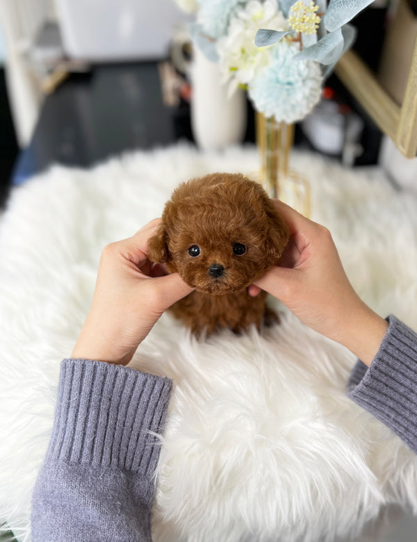Poodle - Moro