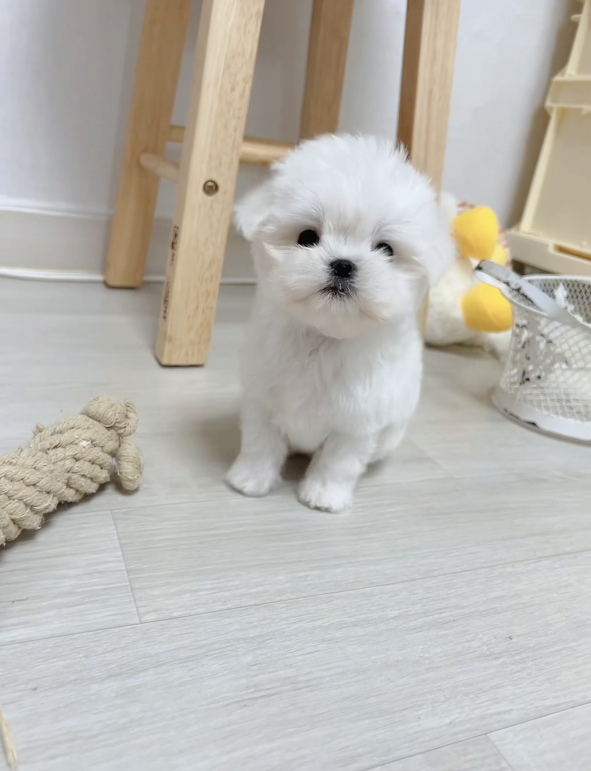 Maltese-Sugar