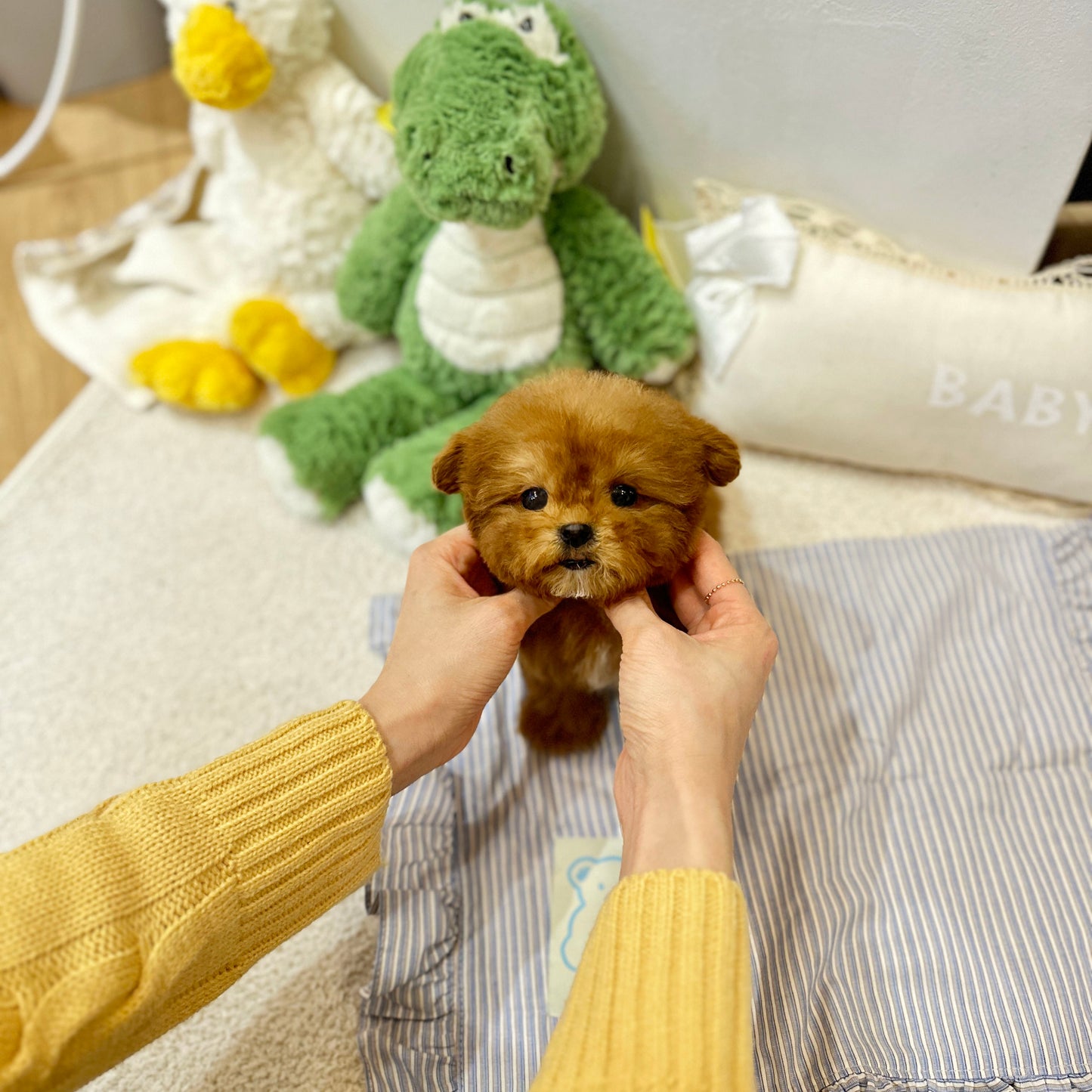 Toypoodle -Bobo