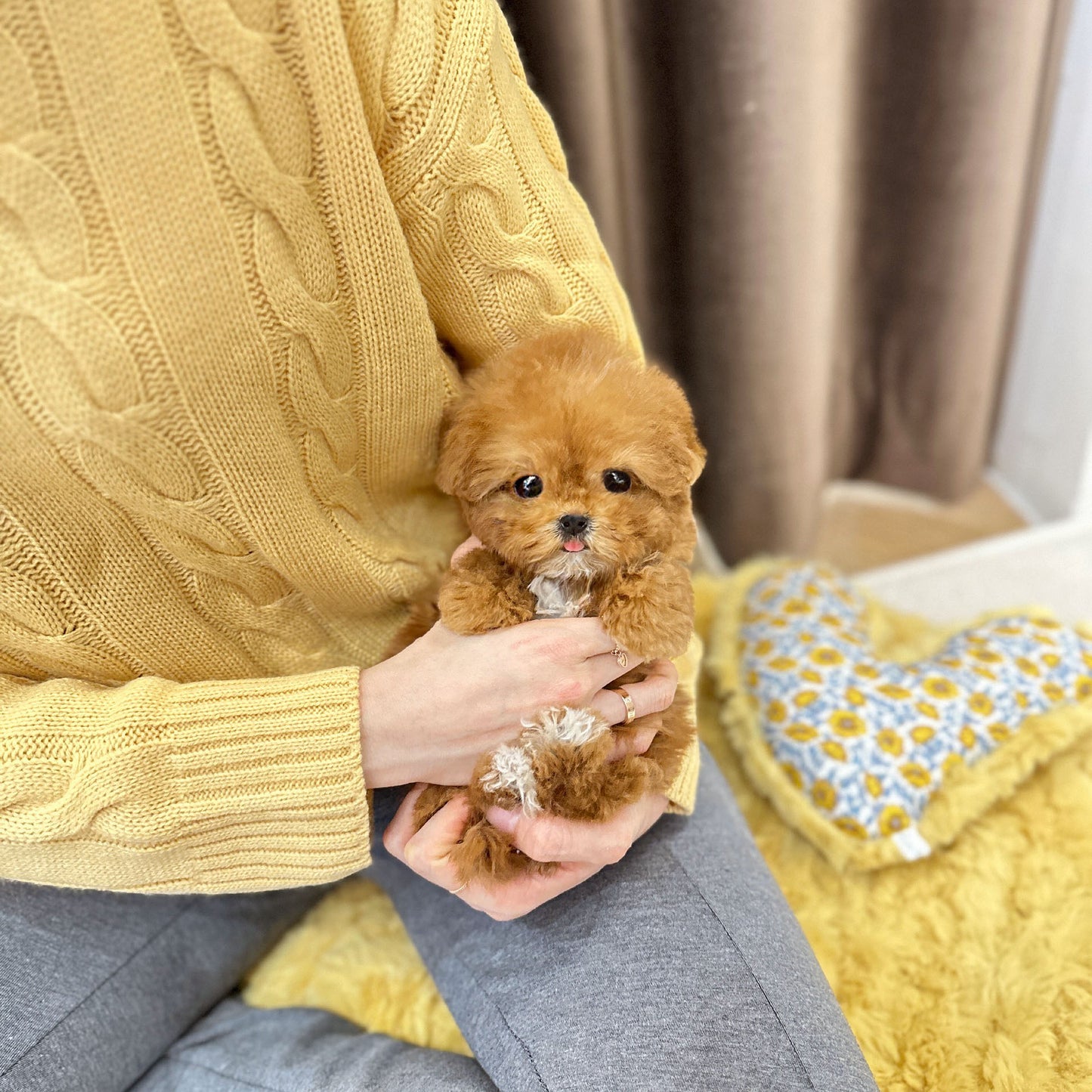 Toypoodle -Bobo