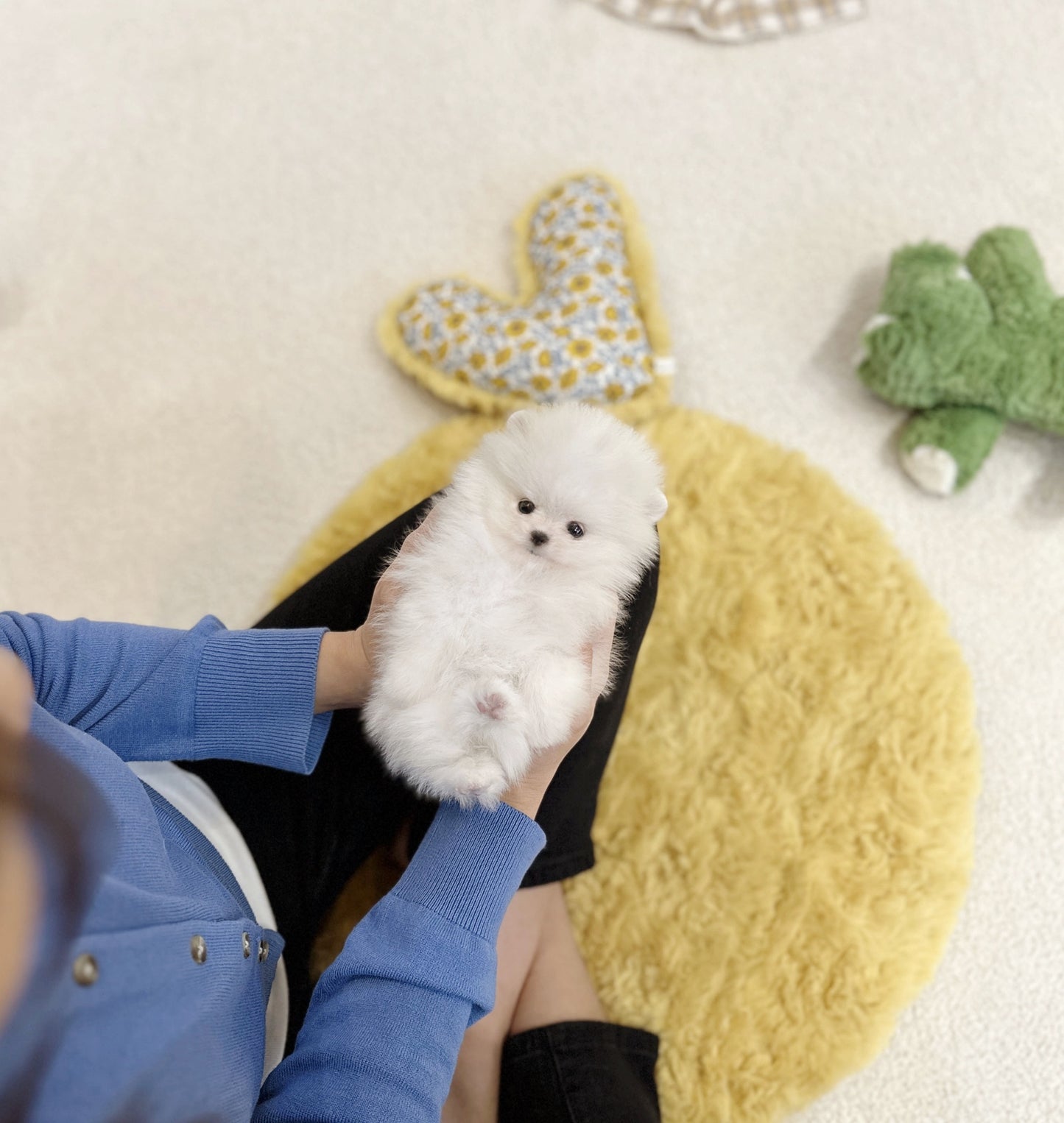 Pomeranian -Grace