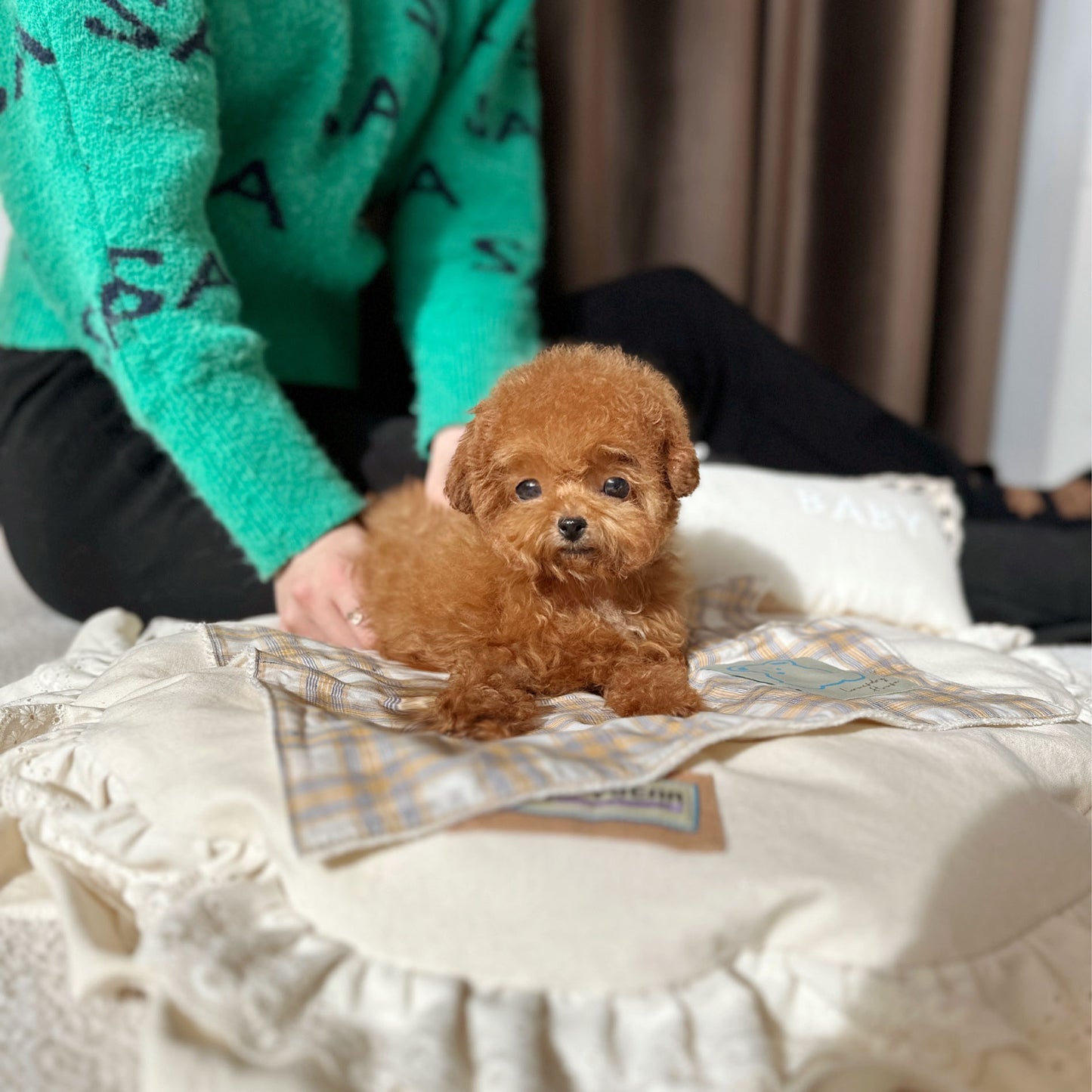 Poodle -Nancy