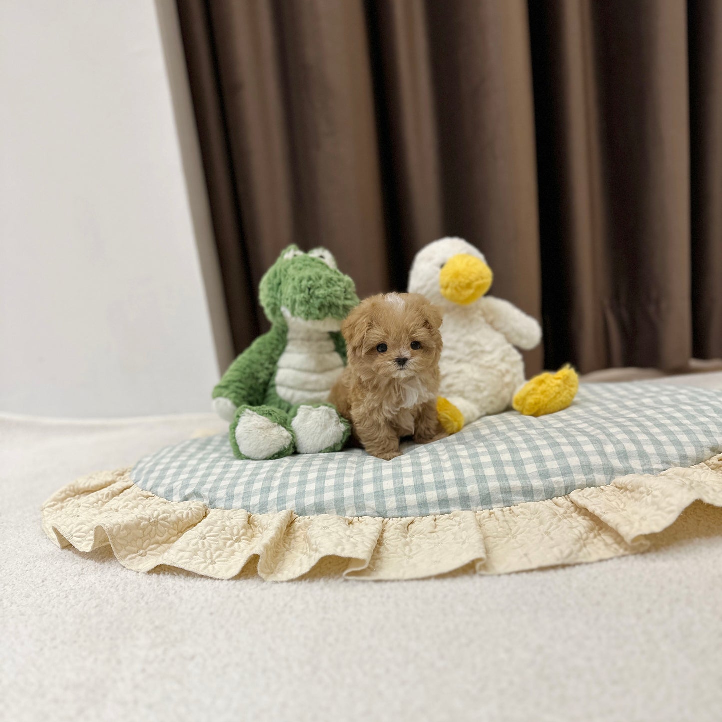 Maltipoo- Aaron