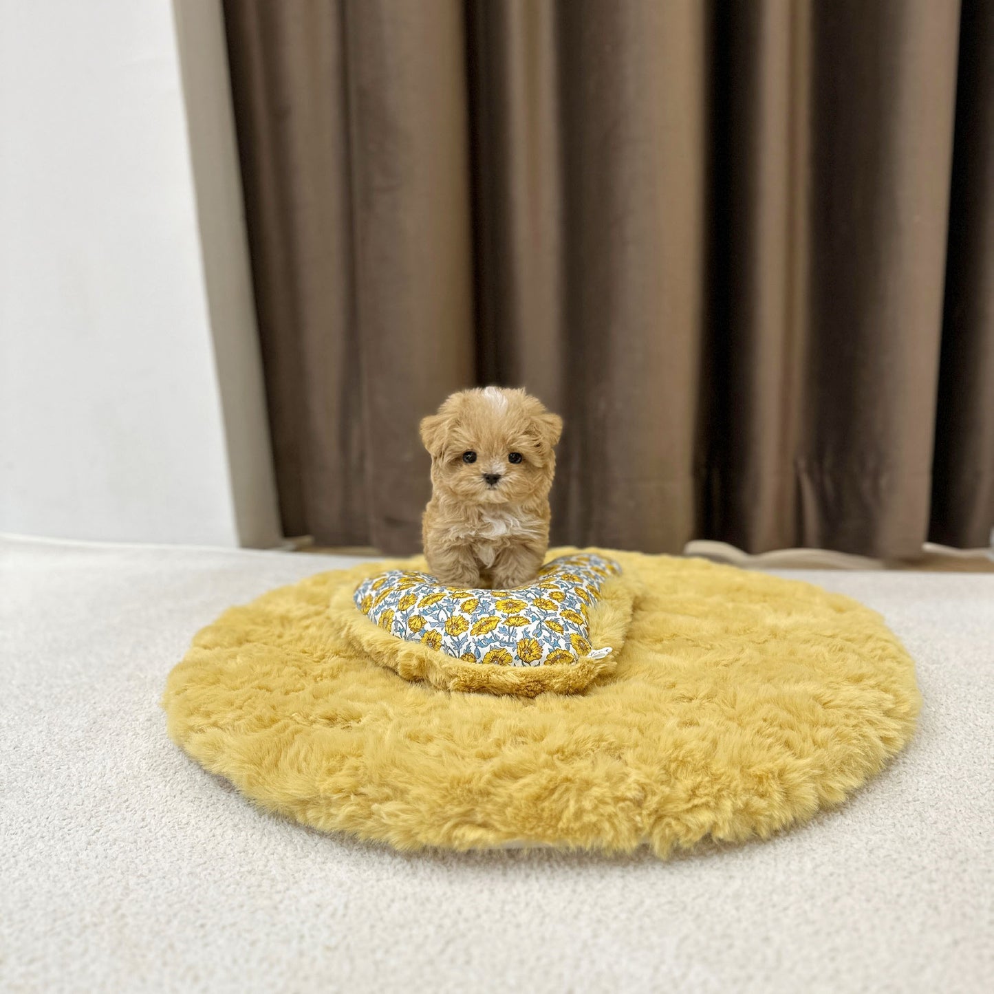 Maltipoo- Aaron